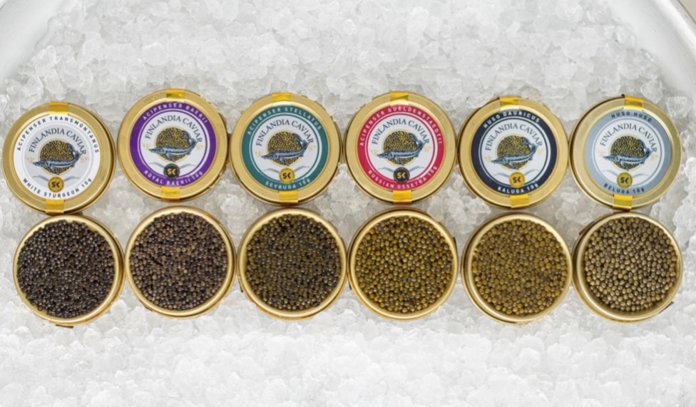 ✨ ARVONTA – Kuuden kaviaarin maistelulajitelma kotiin toimitettuna (arvo 245 €)
Osallistu näin:
1. Tykkää julkaisusta
2. Seuraa @FinlandiaCaviar
3. Kerro kommenteissa, kenen kanssa jakaisit tämän lajitelman – ja miksi.
Jokainen kommentti on yksi arpa.
Arvonta on avoin koko Suomessa.
Voittajalle ilmoitetaan 17.3.2026.
Lajitelma sisältää kuusi eri kaviaaria tuoreimmasta erästä
10 g kutakin (yhteensä 60 g):
• Valkosampi – 7 vuotta (2.6 mm), Italia
• Siperiansampi – 8 vuotta (2.7 mm), Puola
• Sevruga – 9 vuotta (3.0 mm), Romania
• Venäjänsampi – 10 vuotta (3.2 mm), Puola
• Kaluga – 12 vuotta (3.2 mm), Kiina
• Beluga – 18 vuotta (3.3 mm), Iran