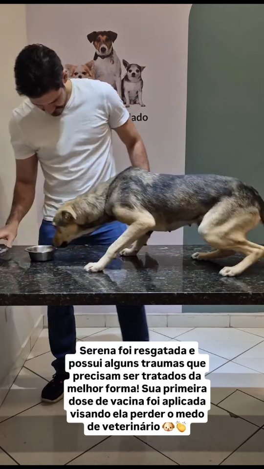 Serena foi resgatada e possui alguns traumas que precisam ser tratados da melhor forma! Sua primeira dose de vacina foi aplicada visando ela perder o medo de veterinário 🐶👏