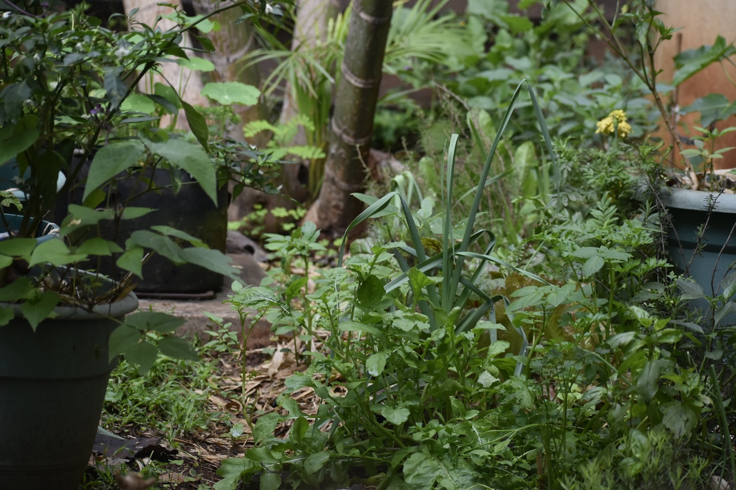 Right now we’re putting more emphasis on how our own kitchen garden evolves. One of the most common challenges we see is that gardeners don’t always practically understand the upkeep and consistency needed in their gardens. The first season is often a success once we get started together, but by the second and third season many gardens begin to struggle.
This is why we’re pivoting and placing more focus on one-to-one support. It’s one thing to learn the theory, and another to actually apply it consistently in practice.
Our own garden thrives with very little energy because it follows many of the principles we already teach. By sharing and documenting this more closely, we hope to support gardeners in building systems that truly sustain themselves, almost like a form of citizen science.
If you’re needing more support with your garden, reach out. 💦🐝🪻🌾🌿