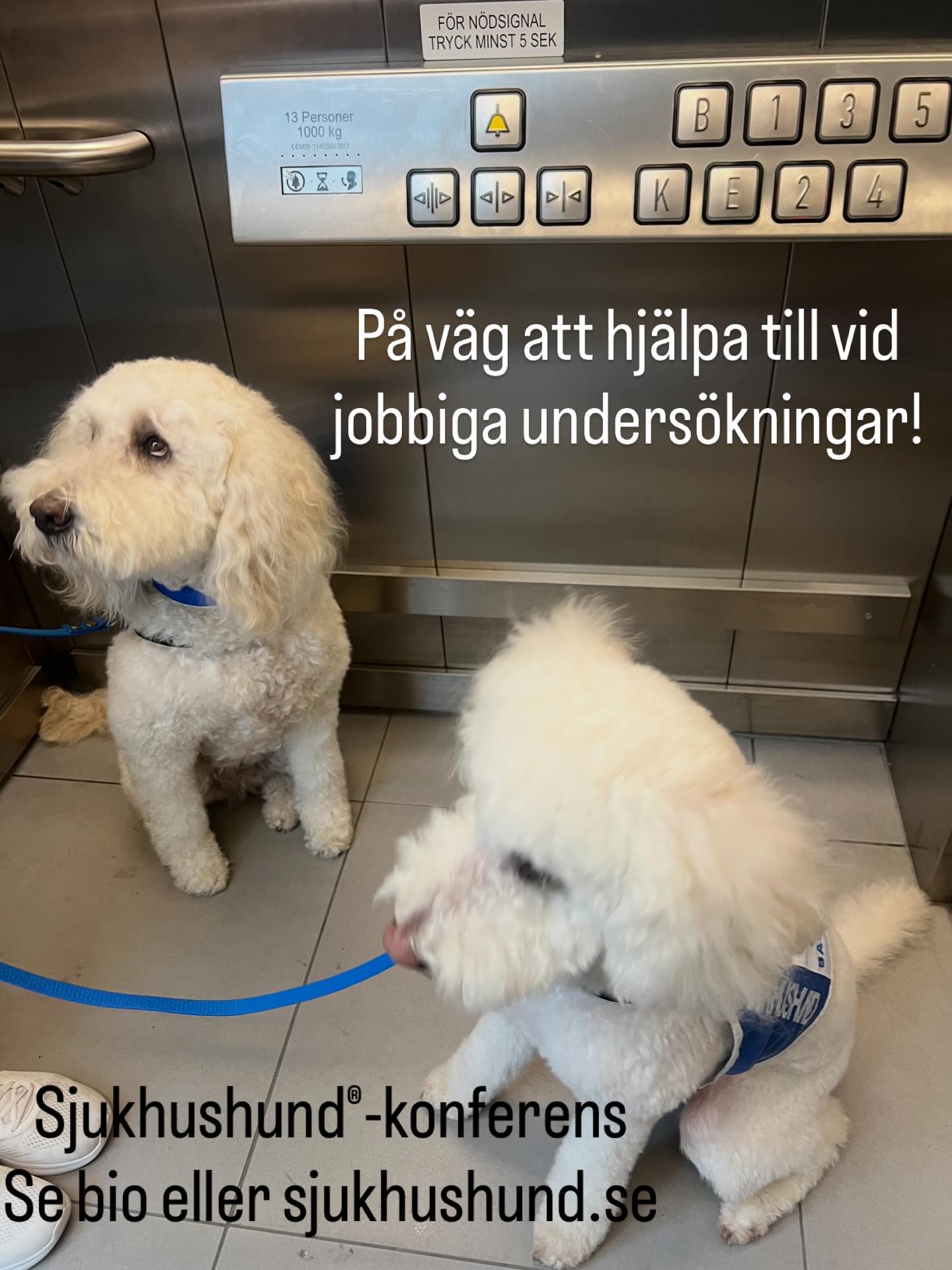 Sjukhushundarna® hjälper sjukhusrädda, spruträdda, etc. Kom till Sjukhushund®-konferensen 17 mars 2026 så får du veta mer! Anmälningslänk i bio eller på sjukhushund.se. Välkomna att delta! 🐾💕 #sjukhushund #hospital #dog #anorexia #BIVA @akademiskasjukhuset @fabulous_doodle @isabellawrana @regiongavleborg