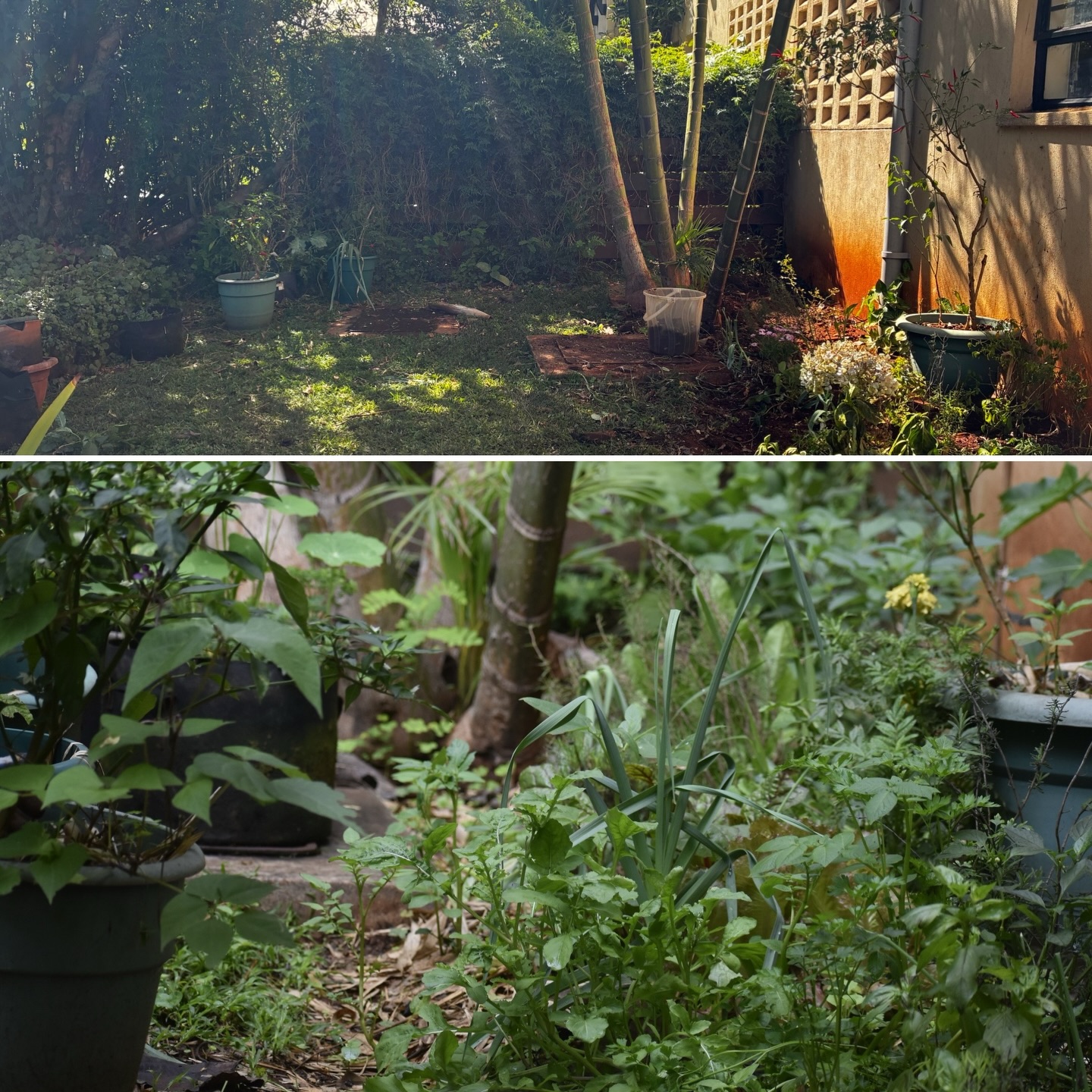 In just 7 weeks, this whole space has transformed. Our kitchen garden is now a thriving bio-intensive foodscape right outside the kitchen window!
We moved a few old plants, added new seeds and seedlings, and welcomed more biodiversity and pollinators into the space. Just in time as the rains arrived early and has helped flourish the entire system!
What’s been most rewarding is how little energy it needs now beyond simple maintenance, harvesting, and occasionally adding more seed 🫘 🪻💦🐝