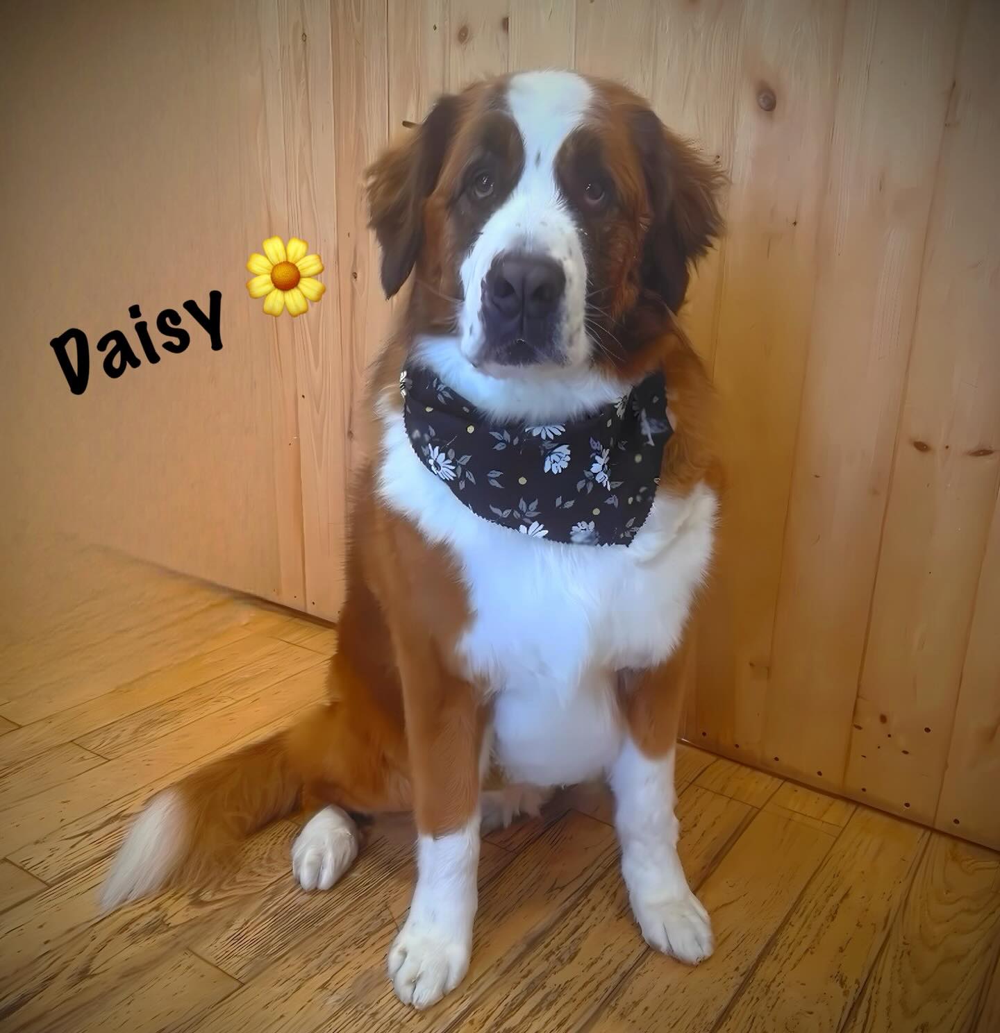 Spring is finally on its way, and the sweetest Daisy to ever bloom came for an appointment at our spa! It was her very first time with us and she was such a good girl. 🌼
Text or call us at (519) 241-1552 to book your own beautiful blooming furbaby for a groom 🌹
#doggroomer #doggrooming #cambridgeontario #stbernardsofinstagram #doggroominglife