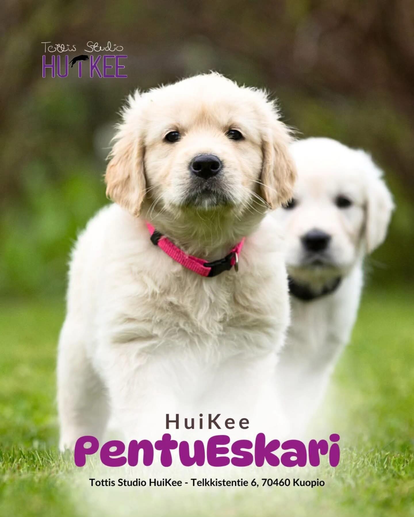 ✨️ HuiKeen PentuEskari ✨️
Pikkupennun parhaat alkuhetket oppimisen maailmassa!
❤️ Maaliskuussa alkamassa
▫️ 8.3 alkaen Sunnuntaisin klo.14.15-15
▫️ Ohjaa Jemina
▫️ Hinta 115€
▫️ HuiKeen hallilla Kuopion Kelloniemessä Telkkistentie 6, 70460 Kuopio
🔹️ Ilmoittaudu mukaan
www.tottisstudiohuikee.fi
Tai https://slotti.fi/booking/tottisstudiohuikeeoy/#/
HuiKee PentuEskari on lempeä ja turvallinen ensikurssi pikkupennuille (~2-5kk), joiden arki ja taidot ovat vasta alussa. Paikka, jossa oppiminen tapahtuu uteliaisuudesta, leikistä ja yhteisestä ilosta. Pennut saavat turvallisen ympäristön tutkia maailmaa, innostavan startin oppimiseen ja rakentaa luottamusta omaan ihmiseensä.
Jokainen tunti on täynnä helppoja onnistumisia ja niitä kaikkein tärkeimpiä hetkiä: yhdessä olemista, oivalluksia ja iloa.
Aiheina tunneilla
• Palkkamerkki ja palkkaamisen perusteet
• Omaan nimeen reagoiminen
• Kontakti ja yhteistyö
• Erilaiset alustat
• Nenätyöskentely
• Leikkihetkiä pentujen kesken
~ Pienet tassut, iso alku ~
Lämpimästi tervetuloa mukaan! ❤️✨️
--------‐---------------
✨️ HuiKeen Pentu Startti ✨️
~ Pienestä pennusta kohti sujuvaa arkea ja tulevia harrastuksia ~
HuiKee Pentu Startti kokoaa yhteen neljä eritasoista ja eri kehitysvaiheisiin suunnattua pentukurssia. Ne muodostavat selkeän, lämpimän ja tavoitteellisen polun pennun ensimmäisiin viikkoihin, arjentaitoihin ja aina harrastuslajeihin tähtääviin perustaitoihin asti. Voit käydä koko polun pentusi kanssa läpi tai yksittäisen kurssin.
Pentu Startti sisältää kurssit:
✨️ PentuEskari
▫️Pikkupennun parhaat alkuhetket oppimisen maailmassa!
✨️ Pennun PerusPolku
▫️ Ensiaskeleet huikeaan elämään - pennun ja ihmisen yhteinen alku (entinen perus pentukurssi)
✨️ Pennun JatkoPolku
▫️ Vahvat taidot arkeen - keskittymistä, malttia ja hallintaa (jatkokurssi jossa vahvistetaan arjentaitoja)
✨️ PentuTottis
▫️ Vahva pohja tulevaisuuden tähdelle! (Lajeihin tähtääville pennuille)
#tottisstudiohuikee #koirankoulutus #koirakoulukuopio #Kuopio koirahalliKuopio