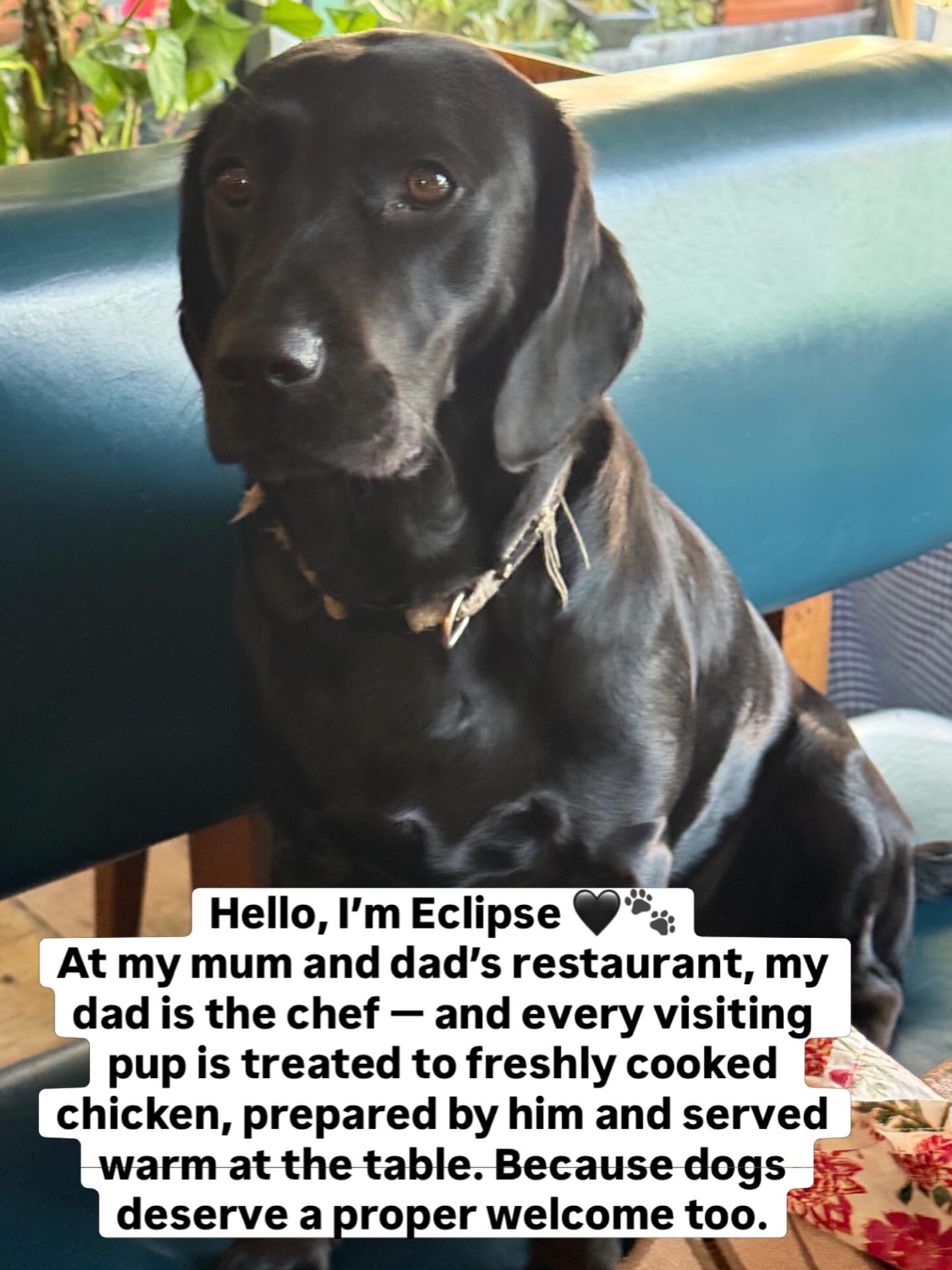 Hello, I’m Eclipse 🖤🐾
At my mum and dad’s restaurant, my dad is the chef — and every visiting pup is treated to freshly cooked chicken, prepared by him and served warm at the table.
Because dogs deserve a proper welcome too.