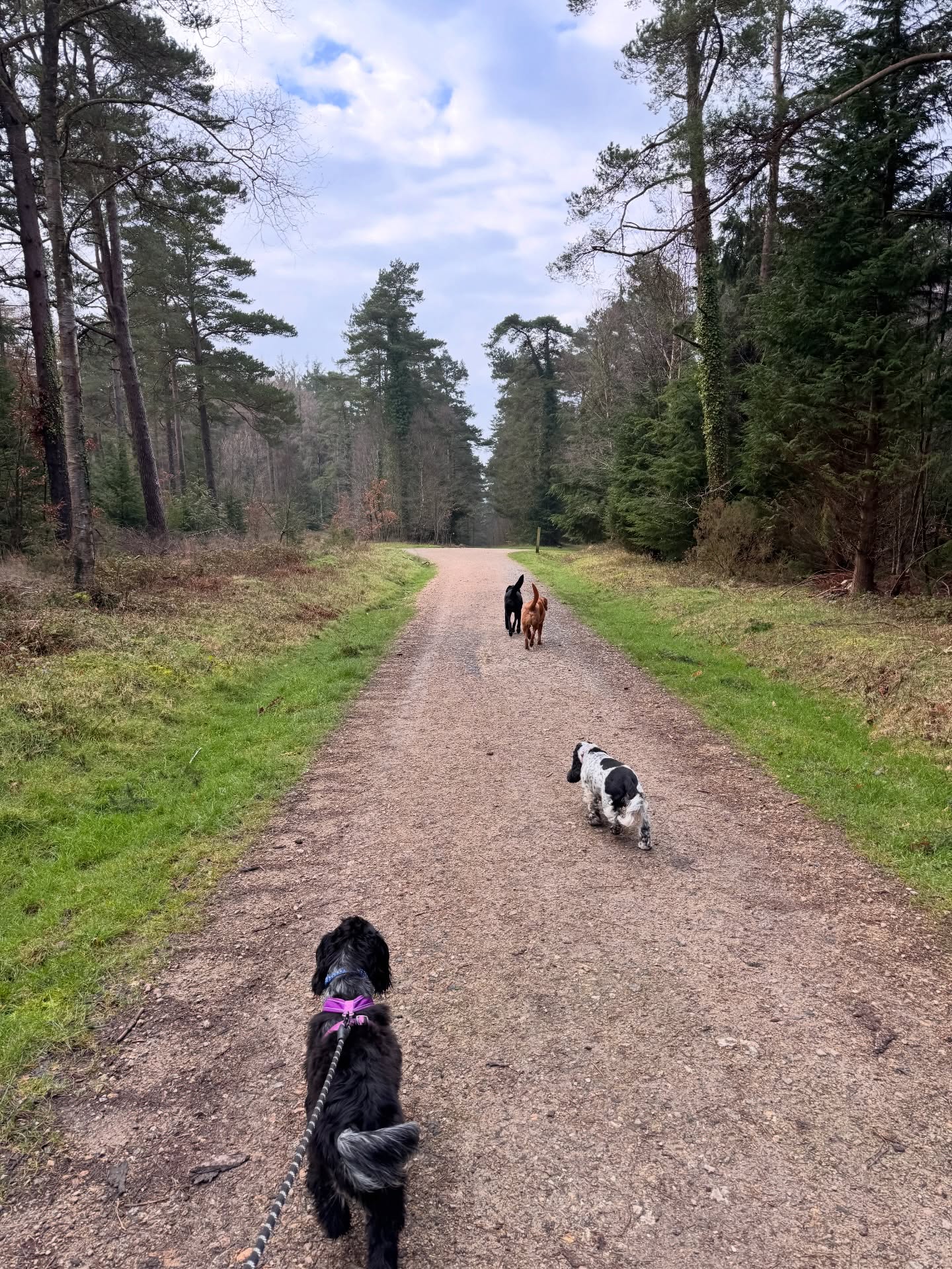 It was time for Dexter to venture off the lead today, he absolutely loved running around with the others and was good as gold! 👏🏻