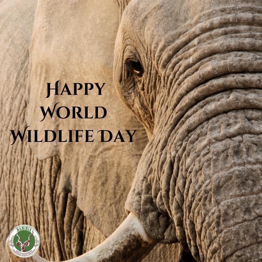 Happy World Wildlife Day 🇳🇦
Today we celebrate the wild spirit of Namibia — a land where conservation, community, and sustainable use work hand in hand.
Wildlife is not only something we admire — it is something we actively protect, manage, and value for generations to come.
Here’s to healthy habitats, thriving species, and a future where the wild remains truly wild.
📸 Photo credit: Elleni Strauss
#WorldWildlifeDay #Namibia #ConservationLeadership #WildAndFree
