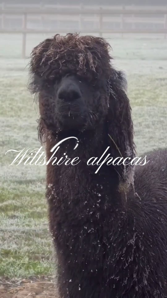 Proof that the best adventures come with four legs and fluffy hair 🦙🌿
Ready to walk with us?
Link in bio for more information!
#AlpacaWalks #WiltshireDays #CountrysideMagic