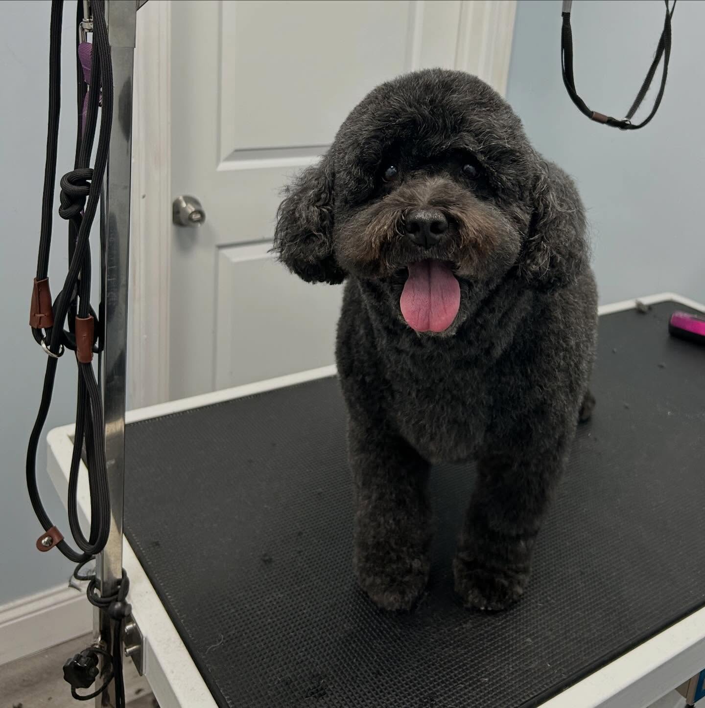 A doodle day ❤️
#doodle #dogsofinstagram #doggroomer #doodlesofinstagram #petcare