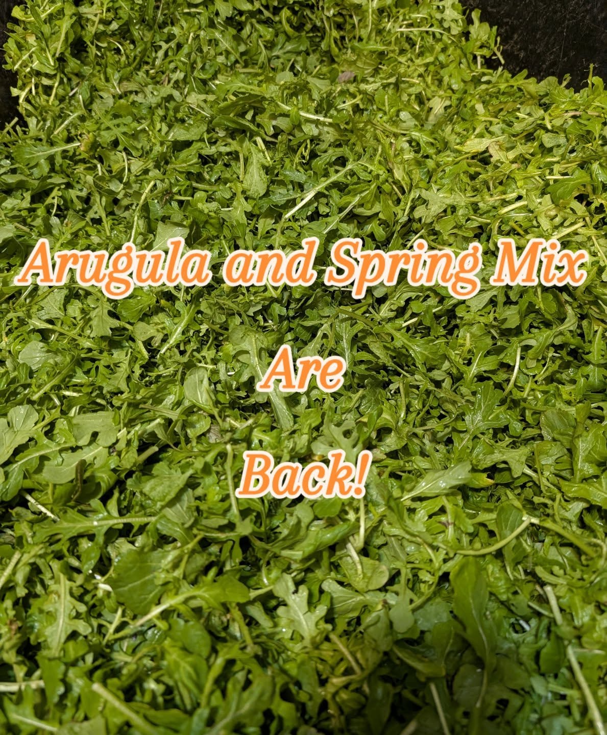 Oh hey there, March! We've got spring mix and arugula coming back to the Kalamazoo farmers market tomorrow! (And spinach and micros too of course!) See you there, 8 to 1!