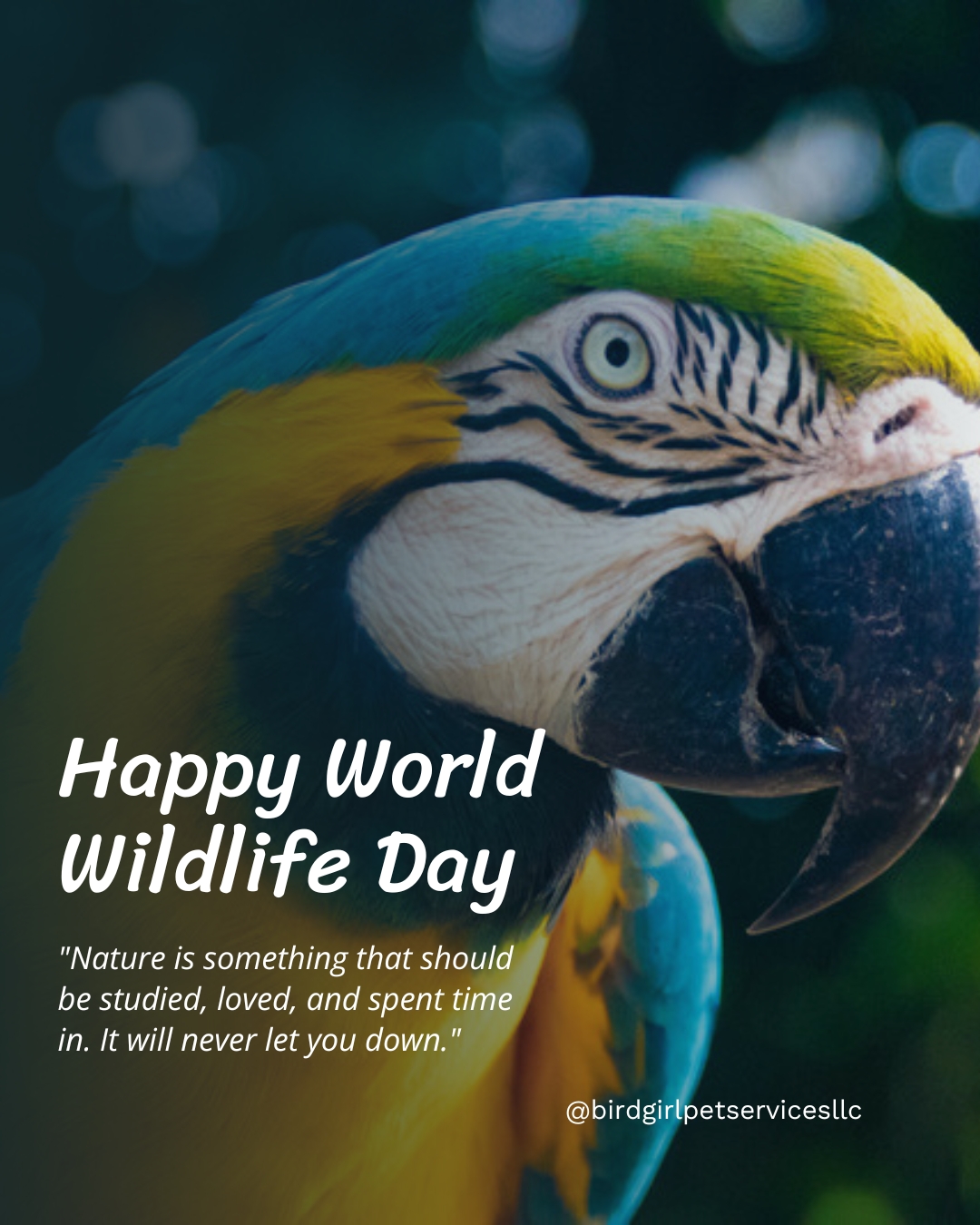Happy World Wildlife Day! 🌿🦜 Did you know that many exotic pets are wild by nature and have complex needs? This is why responsible pet ownership is so important!
How can you help protect wildlife?
🦜 Do your research – Exotic pets have specialized care requirements.
🐢 Support conservation efforts – Donate to organizations that protect wildlife and their habitats.
Let's take a moment to appreciate the majestic nature of all wildlife and the importance of protecting and preserving them for generations to come. 🌎💚
