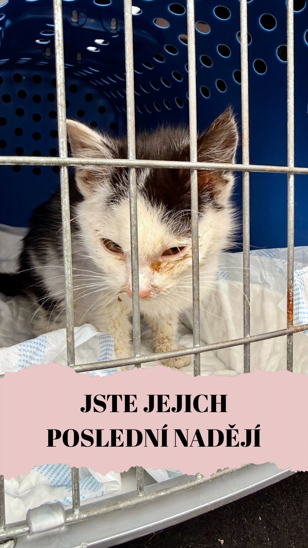 Tvoříme jeden tým. 🫵 My do toho dáváme srdce, ruce a všechen volný čas, ale bez vaší finanční podpory se nepohneme ani o krok. 💔 My sice jezdíme na veteriny, držíme ty malé, třesoucí se tlapky a nespíme strachy, ale fungujeme jen a pouze z vašich darů. Bez vás nemůžeme pomoci vůbec nikomu. 🏥💊
🆘 Účet pro společnou záchranu životů: 1000900070/5500
Máme v péči desítky koček, které vyžadují speciální péči, náročné operace a neustálý lékařský dohled. 🩺 Jsou to případy, které jiní vzdali, ale my o ně bojujeme zuby nehty. 💪 Jenže bez peněz dárců jim prostě pomoci nedokážeme. Fungujeme VÝHRADNĚ z vašich darů. Bez nich jsou naše zkušenosti a odhodlání k ničemu. Láska nezaplatí operaci, léky ani hospitalizaci. 😿❌
Moc vás prosíme, nenechávejte nás v tom samotné. 🙏🏻
Nepotřebujeme miliony od jednoho člověka. Stačí nám síla komunity. I kdyby každý z vás přispěl jen „pár korunami“ nebo náš příspěvek poslal dál mezi své známé, dokážeme společně změnit desítky kočičích osudů. 💪 Povědomí o naší práci je naše jediné záchranné lano.
Každá stovka, každé sdílení, každá vaše reakce je cihličkou v hradbě, kterou stavíme mezi tyhle ubožáky a smrt. Dostaňme naši práci k lidem, kterým to není jedno. Společně můžeme dokázat věci, na které my sami prostě nestačíme. ❤️🐈
Děkujeme, že jste naše síla, když nám dochází dech. 🙏
Tým Šklíby 🐾