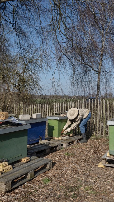 🐝 Die Bienen machen dieser Tage die ersten Reinigungsflüge und unsere Imkerin Pamela schaut die Völker durch - alle haben überlebt. Sie nimmt die „Windel“ heraus, ein herausnehmbares Brett, worauf der „Totenfall“ (die Winterbienen, die die Wärme im Bienenstock durch schnelles Flattern erzeugen) liegt, und schabt es frei. Am neuen Standort mit mehr Sonne und weniger Feuchtigkeit fühlen sich die Bienen offenbar wohler, der Honigertrag hat sich verdoppelt. Es war also eine gute Entscheidung, die Bienenstöcke zu verlegen. Auf eine gute neue Saison! 🍯
#reinigungsflug #bienen #imkern #hofandenteichen #rettmer
