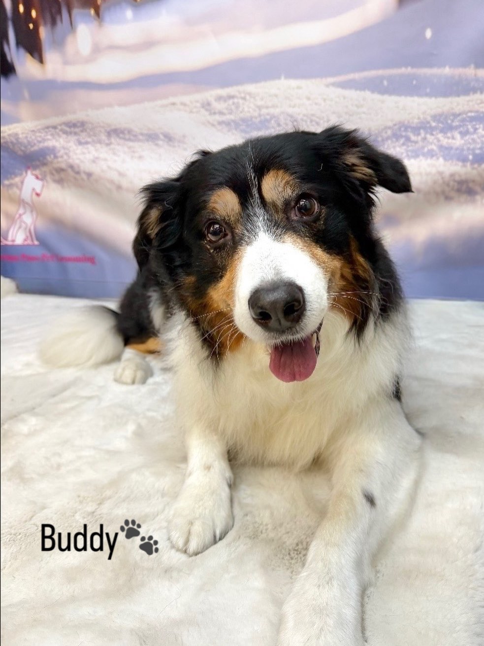 26/02/21 Buddy’s serving looks in this photo with his new hairdo🐾✨🐶
#bordercolliephotos #cute #doggroomingsalon