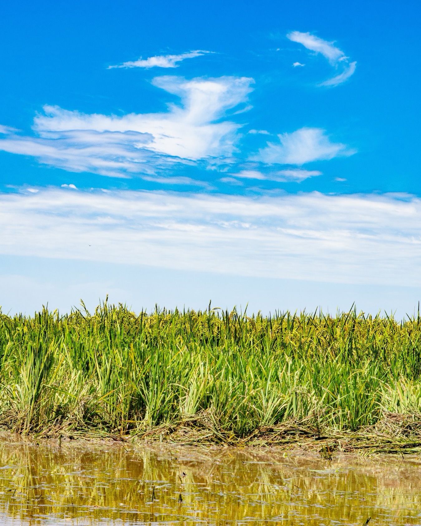 O campo fala através do tempo, do cuidado e do processo.
É assim que a safra se constrói. 🌱