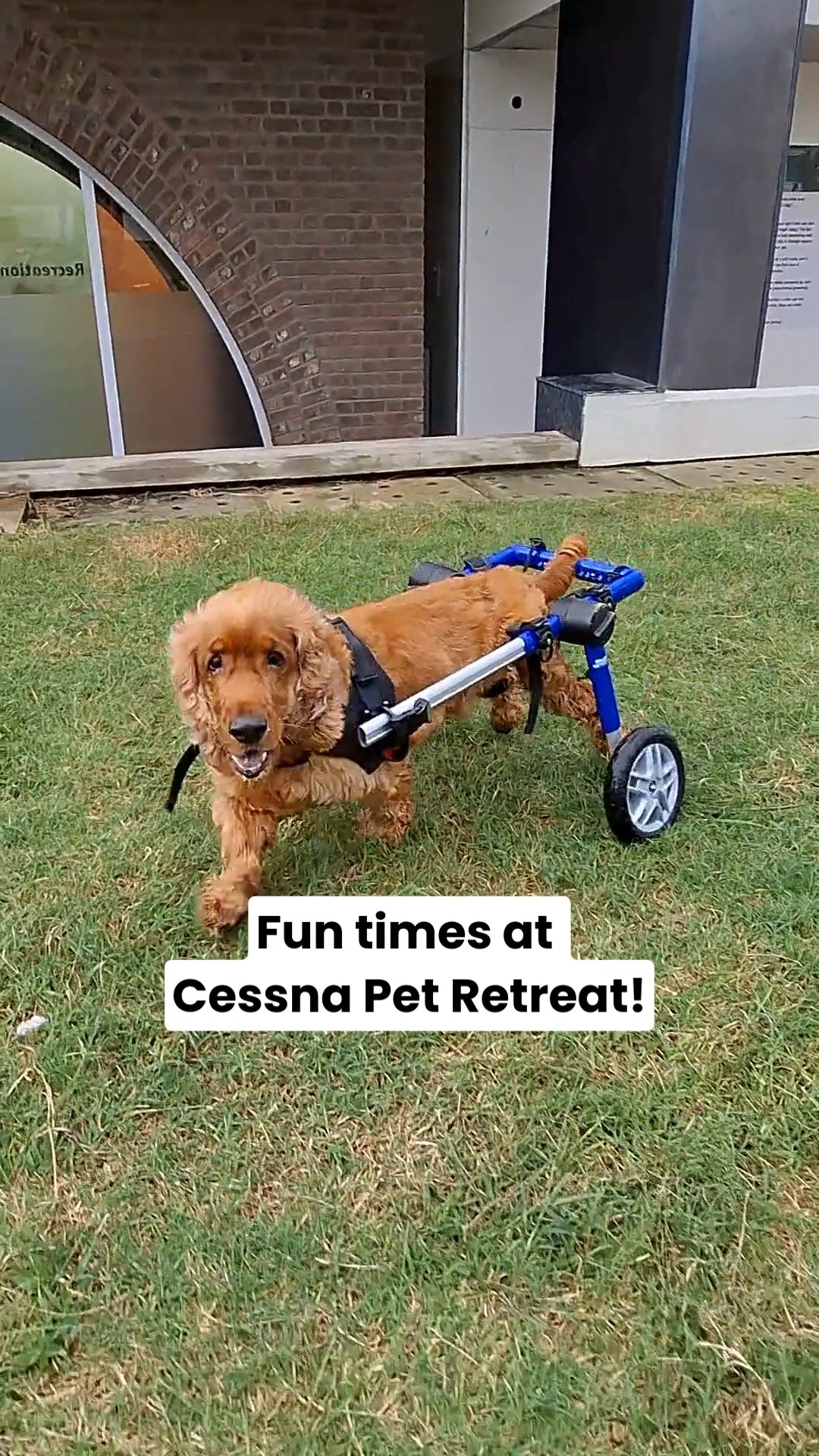 When pets check in… the real vacation begins.
Zoomies on the grass, splashes in the pool, new furry friends and endless belly rubs — this is what a day at Cessna Pet Retreat looks like. A place where pets can truly be themselves while you enjoy peace of mind. 💛
Because holidays should be fun for everyone — including your furry family member.
📞 Planning pet boarding for your pet? Call 76196 34627 to book their next getaway at Cessna Pet Retreat.
#cessnalifelineveterinaryhospital #cessnalifeline #20yearsofcessnalifeline #cessnapetretreat #petboarding #petvacation #dogboardingindia #petresort #dogsofindia #petparentsindia