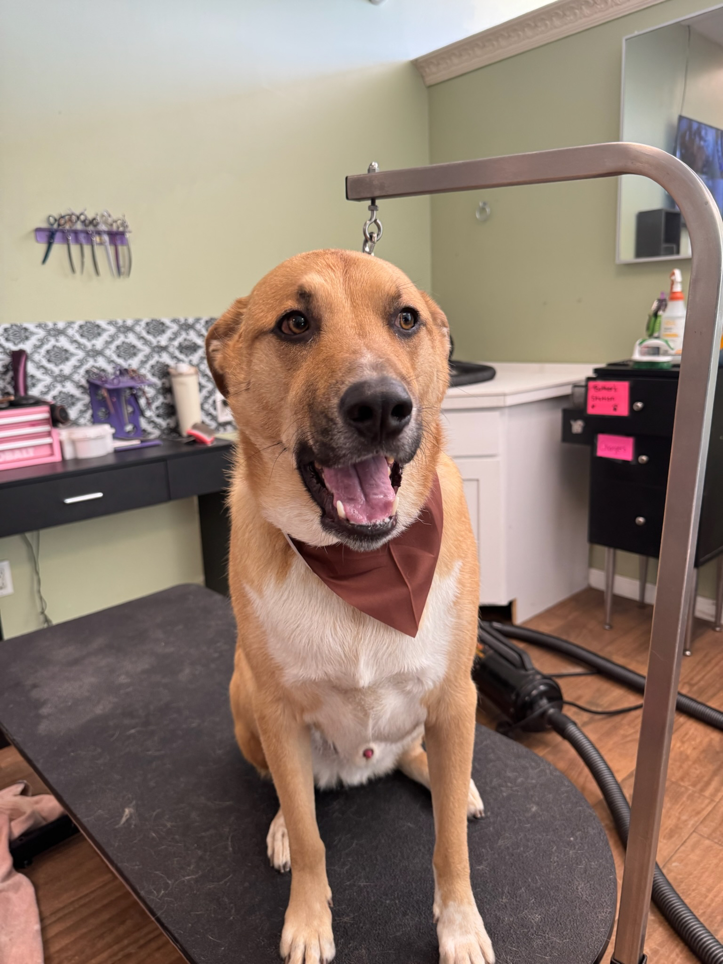 When the groomer tells you “Dad is here” vs realizing that means you have to leave BYOP and go home 🥰😮