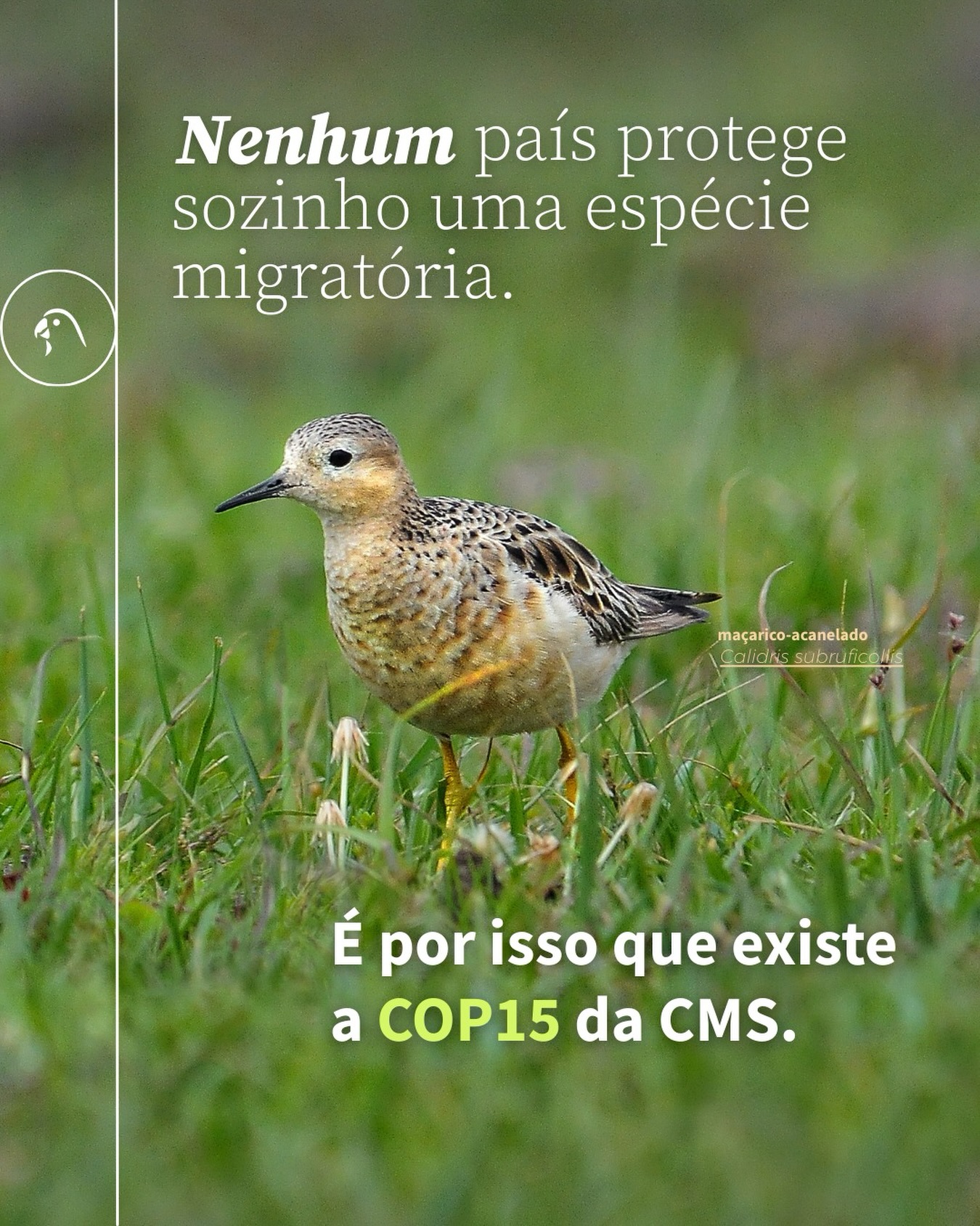Todos os anos, milhares de espécies migratórias percorrem longas distâncias pelo planeta. São aves, baleias, tartarugas, mamíferos terrestres… animais que dependem de diferentes países e ambientes para sobreviver.
É por isso que existe a Convenção sobre Espécies Migratórias (CMS). A CMS é um acordo global que une países para proteger essas espécies ao longo de toda a sua jornada. E a COP (Conferência das Partes) é o momento em que essas decisões saem do papel, quando os países se reúnem para definir prioridades, firmar compromissos e estabelecer ações concretas de conservação.
No caso das aves migratórias, esse esforço é ainda mais visível: elas conectam continentes e também funcionam como mensageiras das mudanças no planeta. 🐦
📍 De de 23 a 29 de março acontece a COP15 da CMS, em Campo Grande (MS),um encontro essencial para fortalecer a cooperação internacional, alinhar estratégias entre países e avançar na proteção das espécies migratórias, porque nenhuma delas pode ser protegida por um país sozinho.
A SAVE Brasil e a BirdLife International estarão presente nessas discussões, colocando as aves em foco. Acompanhe os próximos posts e saiba mais sobre a COP15 da CMS e a participação da SAVE.
#COP15CMS #ConservaçãoDasAves #SAVEBrasil