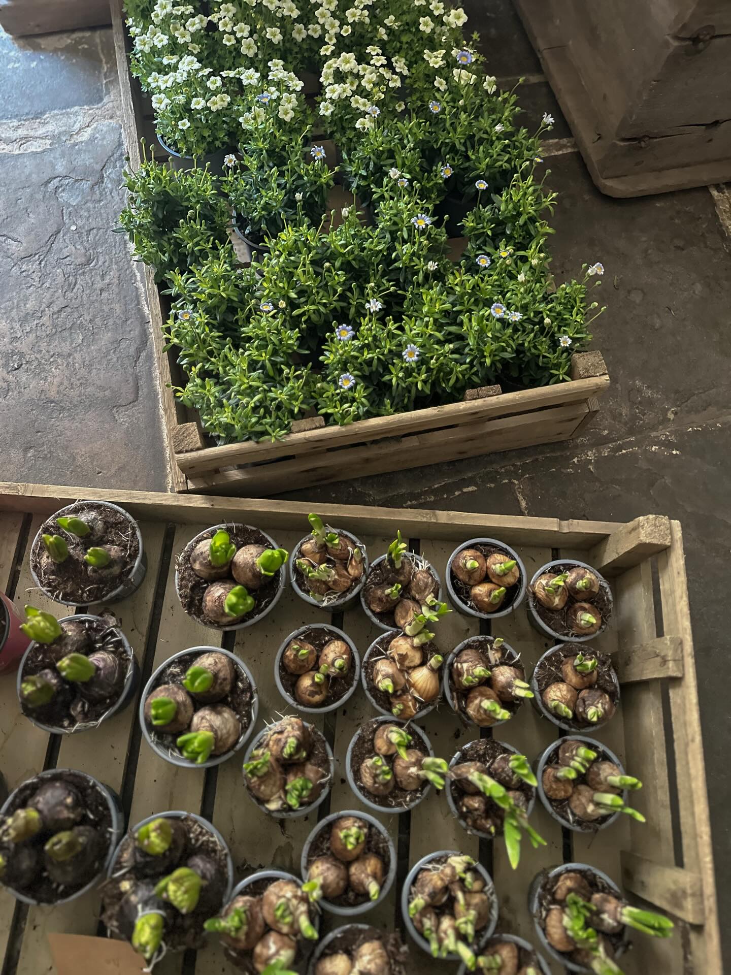 Spring has officially made an appearance 🌷