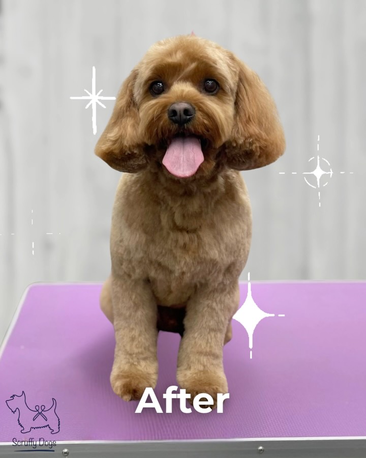 We love a good transformation, very happy pup! 💛
Link in bio to book.
#scruffydogscardiff #doggrooming #cardiffdogs #pamperedpups #cockapoo