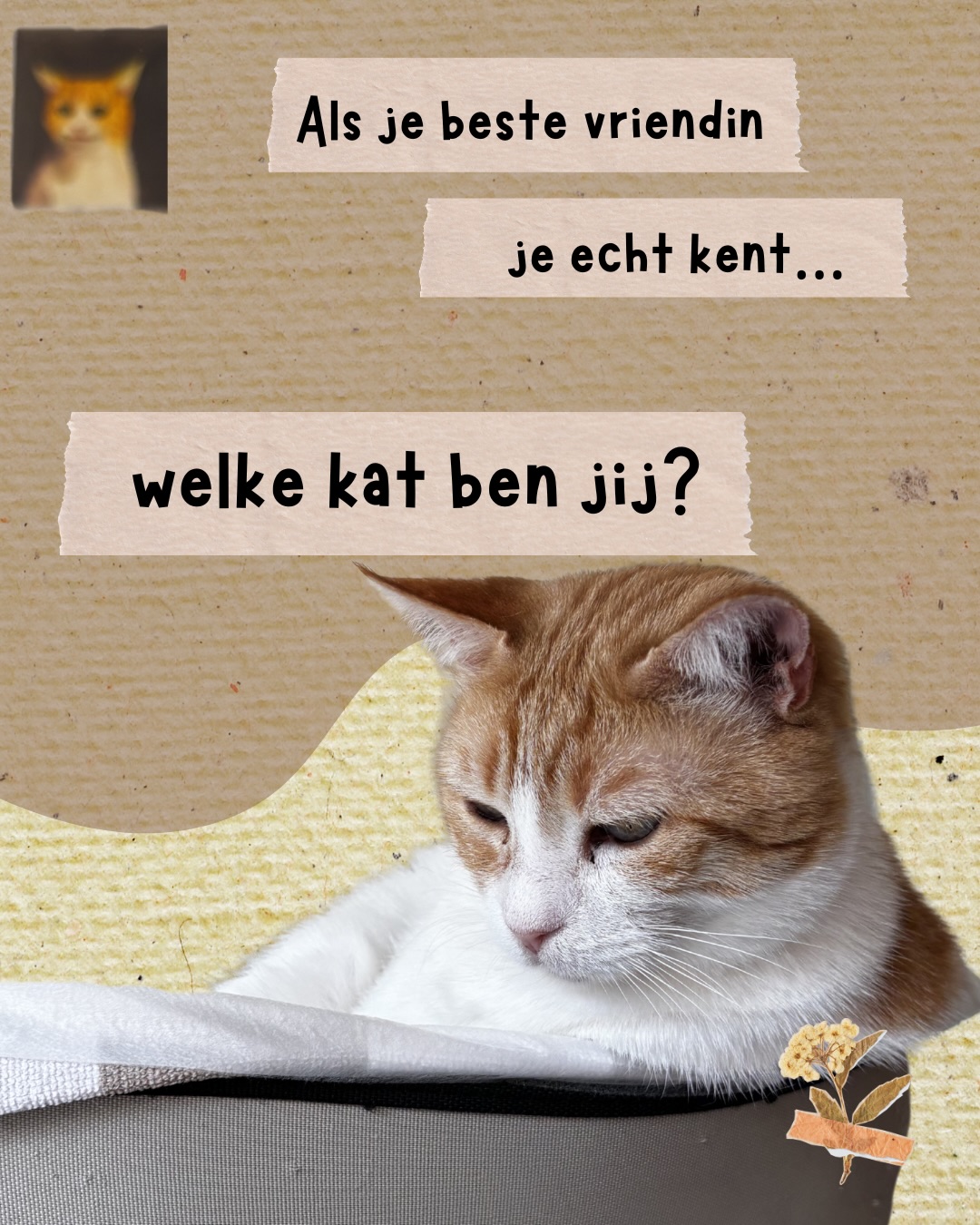 Welke kleur ben jij? Tag je beste vriendin en kijk of zij het goed heeft. Wij zijn benieuwd welke Digibeet-kat jij zou zijn.