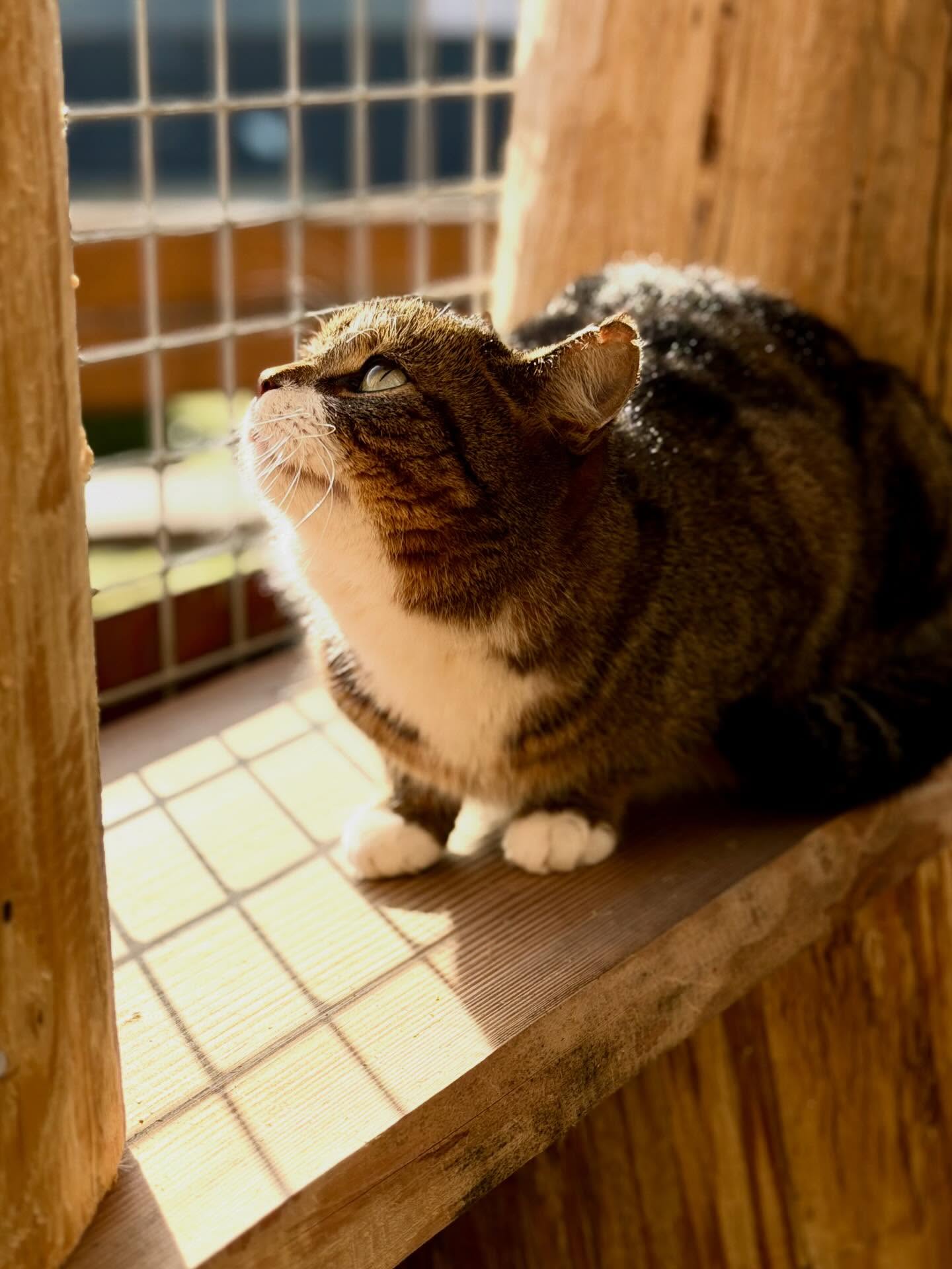 Die Sonne ☀️ lacht 😎 🐾🐈
.
.
.
.
#cat
#sunshine
#katzenpension
#siegen
#fellliebe