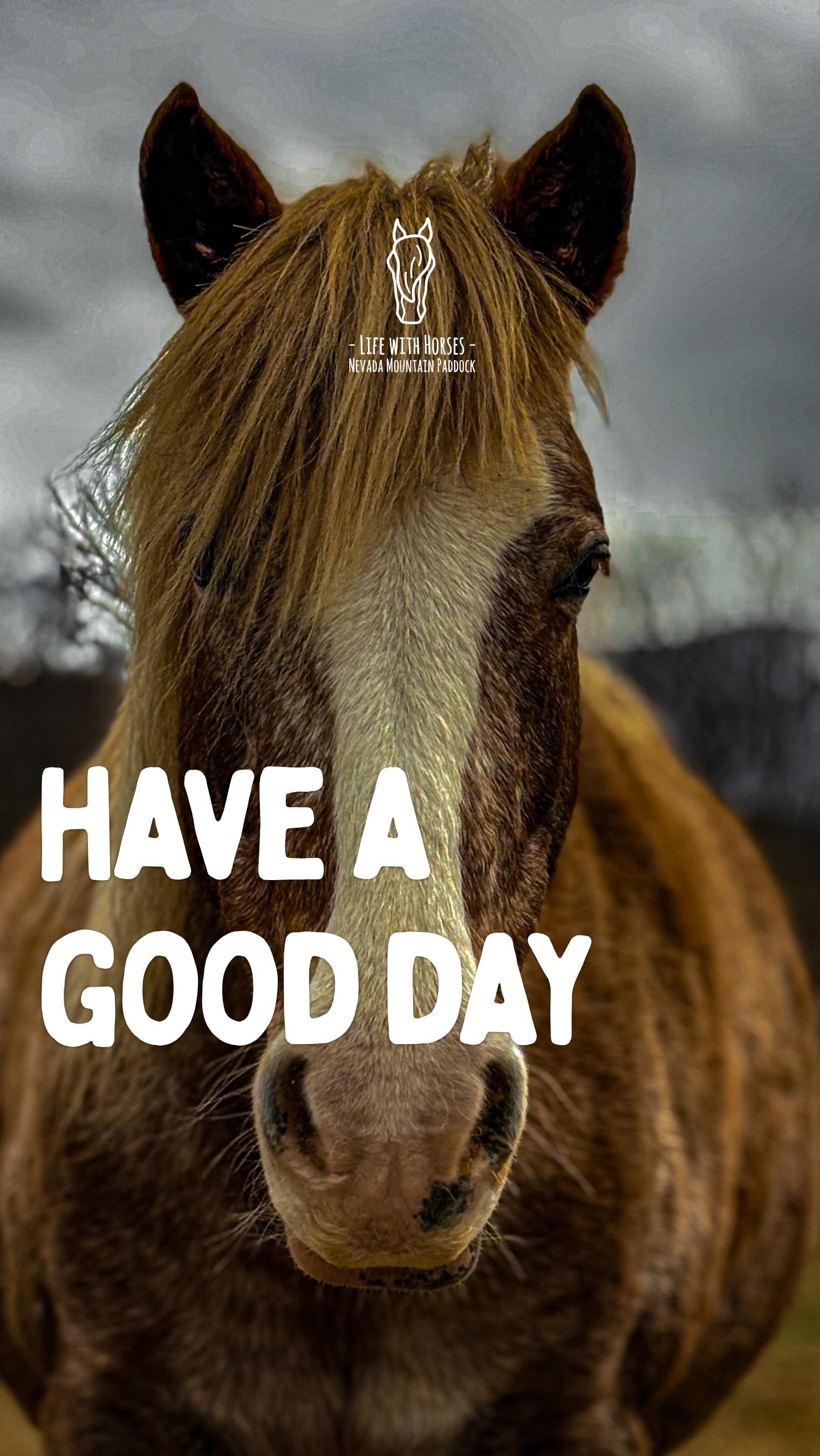 Ça n’a pas besoin d’avoir du sens pour les autres.
Si passer deux jours dans les montagnes avec des chevaux et des amis te rend heureux…
c’est tout ce qui compte.
Et si toi aussi tu ressens le besoin de t’évader, de te reconnecter à la Nature et aux Chevaux, nos Voyages Immersifs sur mesure sont là pour ça.
Écris-nous.
On organisera le tien.
🇬🇧 It doesn’t have to make sense to anyone else.
If spending two days in the mountains with horses and friends makes you happy…
that’s all that matters.
And if you also feel the need to get away, to reconnect with Nature and Horses, our tailor-made Immersive Journeys are here for that.
Write to us.
We’ll organize yours.
🇦🇩 No cal que tingui sentit per als altres.
Si passar dos dies a les muntanyes amb cavalls i amics et fa feliç…
això és tot el que importa.
I si tu també sents la necessitat d’escapar, de reconnectar amb la Natura i amb els Cavalls, els nostres Viatges Immersius a mida són aquí per això.
Escriu-nos.
Organitzarem el teu.
#voyageimmersif #ridewithconnection #friendlyreminder #horsetravel #cerdanya