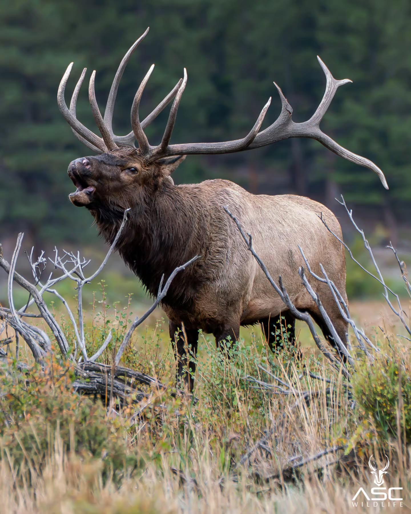 Split 5 letting out his call during last year's rut.
Going to miss seeing this big guy!
Photography by @ascwildlife
.
.
#wildlifephotography #elk #bugle #rmnp