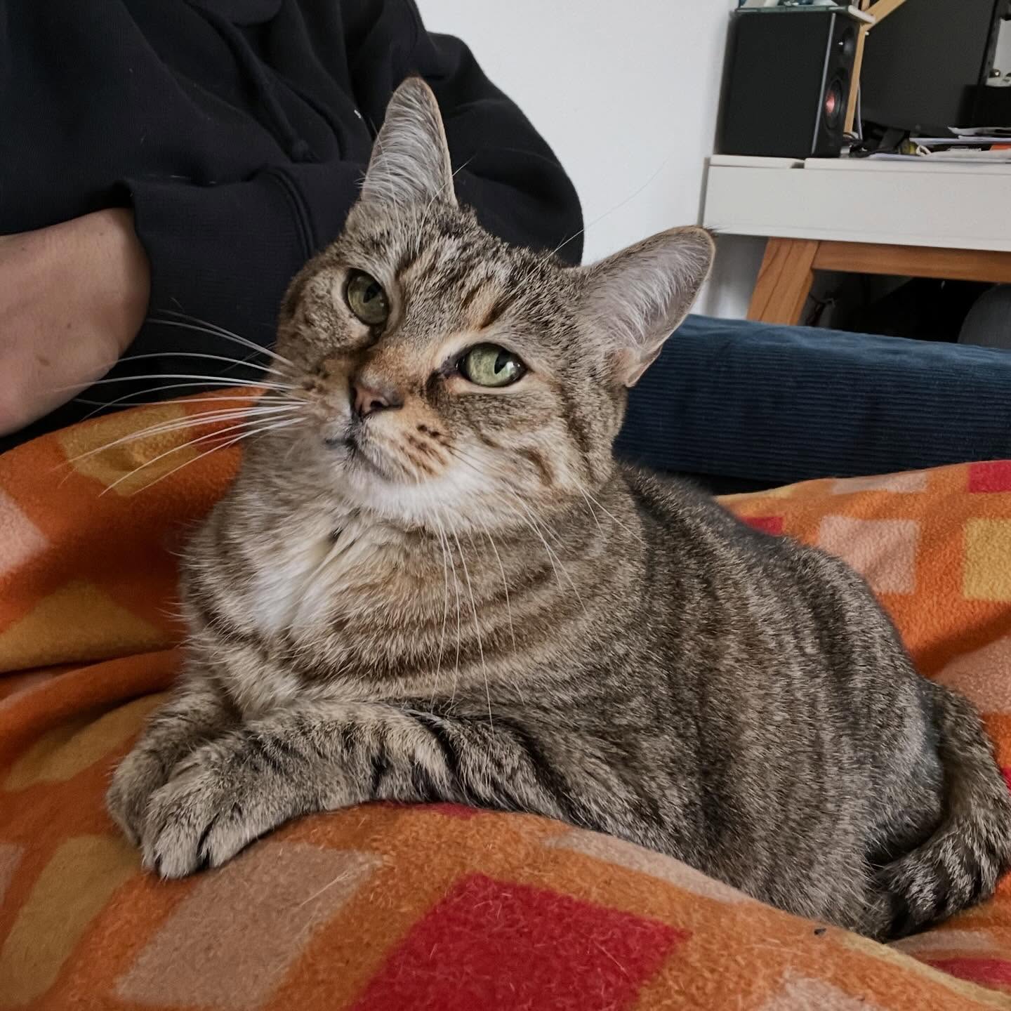 CALINE ADOPTÉE ❤️
Certains d’entre vous l’auront peut-être reconnue : Caline est l’une de mes fidèles pensionnaires, dont je prends grand soin depuis plusieurs années, à chaque départ en vacances de sa famille.
Malheureusement, pour des raisons personnelles et familiales, Caline doit être replacée dans un nouveau foyer. 🏠
💛 Caline a environ 11–12 ans. Comme son nom l’indique, c’est une véritable boule d’amour !
Elle adore la présence humaine. Elle est habituée à vivre en famille, avec des enfants, tant qu’on lui offre un environnement calme et bienveillant, où elle reçoit toute l’attention et l’amour dont elle a besoin.
👨💻Pour le bien-être de Caline, elle aura besoin d’être replacée dans une famille souvent présente à la maison (télétravail, au moins un membre de la famille présent, ou personnes à la retraite).
🏡 Elle est habituée à vivre en appartement, avec un balcon (où elle adore se prélasser au soleil). Un jardin sera un plus pour elle.
🪮 Caline est une chatte bavarde, avec un miaulement assez caractéristique pour réclamer sa pâtée ! Elle adore être brossée, faire de longs câlins sur le canapé et plonger ses yeux dans les vôtres.
🩺 Caline est suivie régulièrement chez le vétérinaire. Elle est en bonne santé, tatouée, à jour de vaccins. Bilan sanguin OK (février 2026).
🐱 Caline peut éventuellement être replacée dans une famille avec d’autres chats adultes. En revanche, aucun chien (mauvais souvenir de sa toute première vie).
🌿 Pour le bon déroulement du replacement, il sera demandé au futur adoptant de faire appel aux services d’une comportementaliste félin afin de réussir le démarrage de cette nouvelle vie et permettre à Caline d’y couler de longs jours heureux.
📩 Caline est visible à Bègles.
Pour tout renseignement, n’hésitez pas à me contacter : contact@lerefugedaurore.fr
PARTAGEZ AUTOUR DE VOUS 🫶
- Aurore
@lerefugedaurore
#chat #adoptionchat #begles #talence #bordeaux