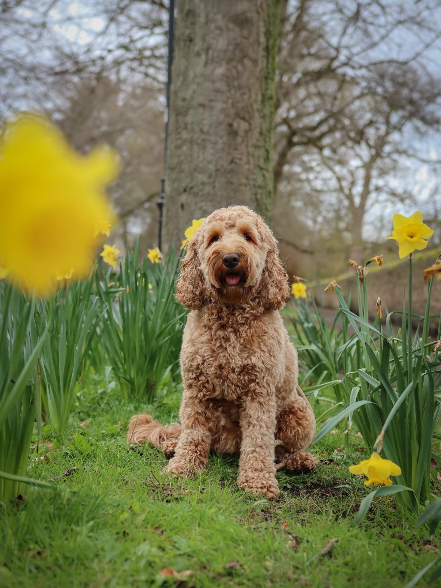 Hello March, we’re ready for you 🌼🐾
Daffodils out, tongue out, serotonin loading…
Bit of a car update: Our Kuga has been released from the police forensics storage and should be with the accident garage the insurance has allocated today and then 🤞🏻on Wednesday we should be able to collect the rest of our things from her. I do now have a courtesy car, do I really want to drive? Not 100% sure how I feel but I drove her home and I can’t lie I was very overly aware! I think only time with help regarding being confident driving again. The dogs are yet to be in a car yet so that will be another obstacle to tackle but not today!
