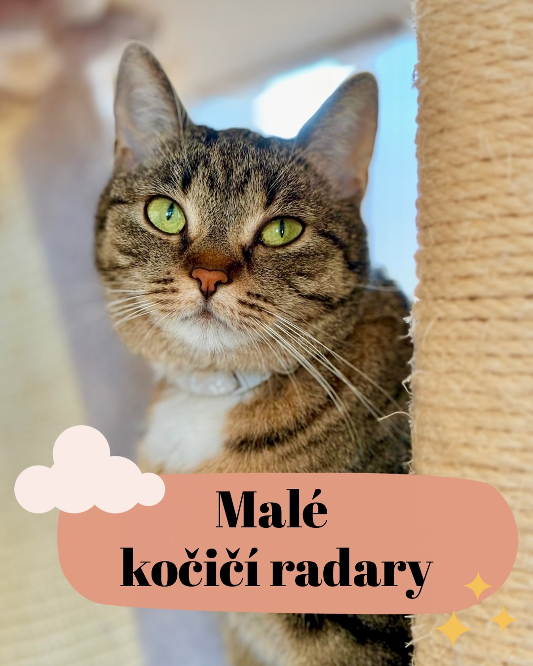 Všimli jste si někdy, jak majestátně vypadají kočičí fousy, když na ně dopadne světlo? 🤩Někdy působí jako antény z jiného vesmíru – a ono to vlastně není daleko od pravdy! Kočičí fousky (odborně hmatové chlupy neboli vibrisy) jsou fascinující nástroj, bez kterého by kočka byla v koncích.
Věděli jste o nich tyto nevšední detaily?
▪️„Vidí“ jimi i za roh: 👁️ Fousky nejsou jen na nose! Kočky je mají i nad očima, na bradě a dokonce i na zadní straně předních nohou. Jsou tak citlivé, že zaznamenají i sebemenší záchvěv vzduchu. Kočka díky nim pozná, že se k ní něco blíží, i když je úplná tma a ona se na danou věc nedívá.
▪️ Živé pravítko: 📐 Fousky slouží jako dokonalé měřítko. Jsou obvykle dlouhé přesně tak, jak je kočka široká v nejširším bodě těla. Když se kočka snaží protáhnout úzkou škvírou, fousy jí dají okamžitý signál: „Tudy ne, kamarádko, tady by se ti zasekl zadek!“
▪️Barometr nálady: 😡 Podívejte se kočce na fousy, když je ve stresu nebo naštvaná – přitiskne je těsně k obličeji, aby je chránila. Když je naopak zvědavá nebo soustředěná na lov, vytrčí je dopředu.
▪️POZOR na „únavu fousků“: 🙀 O tomhle se moc nemluví, ale je to důležité. Pokud má kočka příliš hlubokou nebo úzkou misku a fousy se jí při každém soustu dotýkají stěn, může jí to být velmi nepříjemné až bolestivé. My ve Šklíbě proto doporučujeme mělké misky nebo talířky, aby si kočky mohly vychutnat masíčko v naprostém klidu. 🥩✨
A to nejdůležitější: Fousky se NIKDY nesmí stříhat! 🚫✂️ Bylo by to jako vzít člověku hmat a zrak najednou. Kočka by byla naprosto dezorientovaná a nešťastná.
Kočičí tělo je prostě dokonale vymyšlený stroj a fousky jsou jeho nejdůležitějšími senzory. Fascinuje nás, jak citlivě dokážou kočky vnímat svět kolem sebe, o čemž se nám lidem může jen zdát.
Terka ze Šklíby🐾