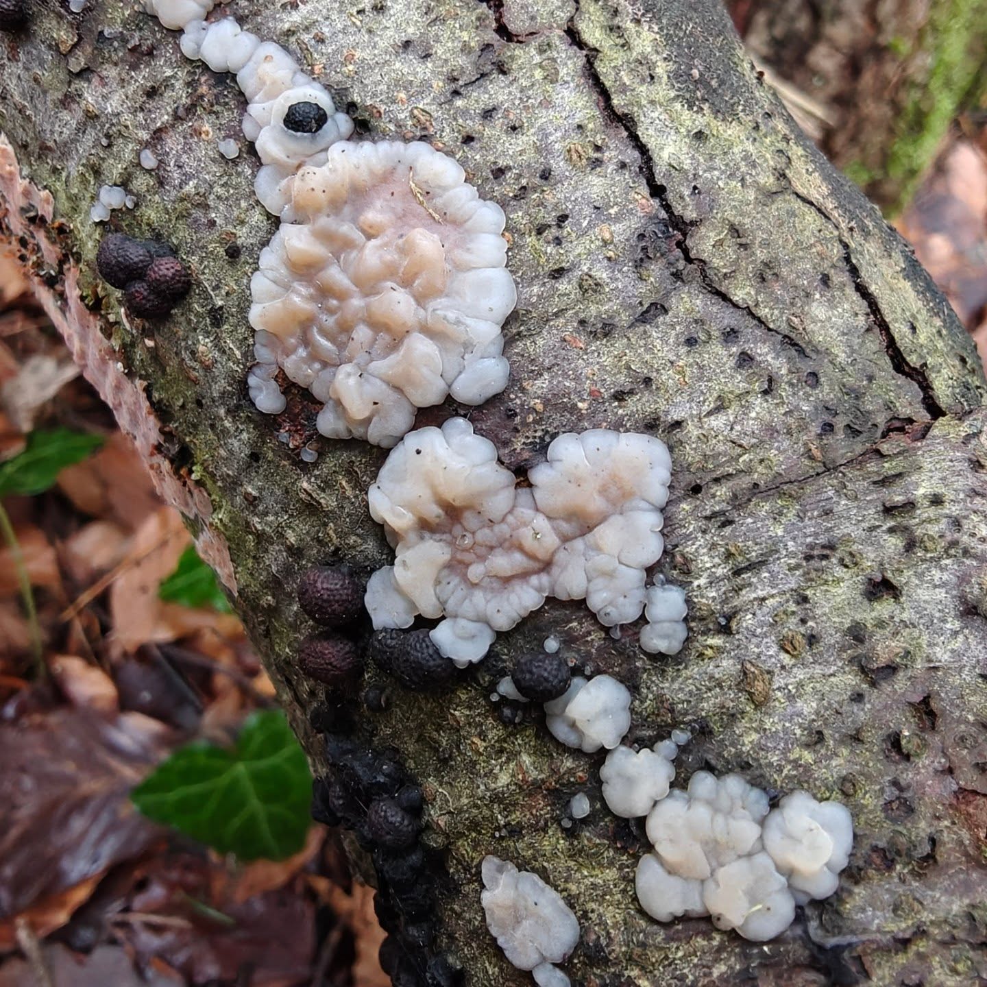 langsam bricht hier morchelfieber aus, also für andere, nicht für mich. da diese diven mein endgegner zu sein scheinen, werde ich sie dieses jahr nicht suchen! somit übe ich mich in geduld (nicht!) und drehe weiter brav holz im wald. der #weisslicherdrüsling #exsidiathuretiana ist dem aufmerksamen auge sicherlich bereits das eine oder andere mal aufgefallen. die konsistenz ist gallertig, er ist ein #weissfäule zersetzer an laubholz. vor allem buche. ich bin dann mal weg, nach #morcheln gucken...
#fungifriday