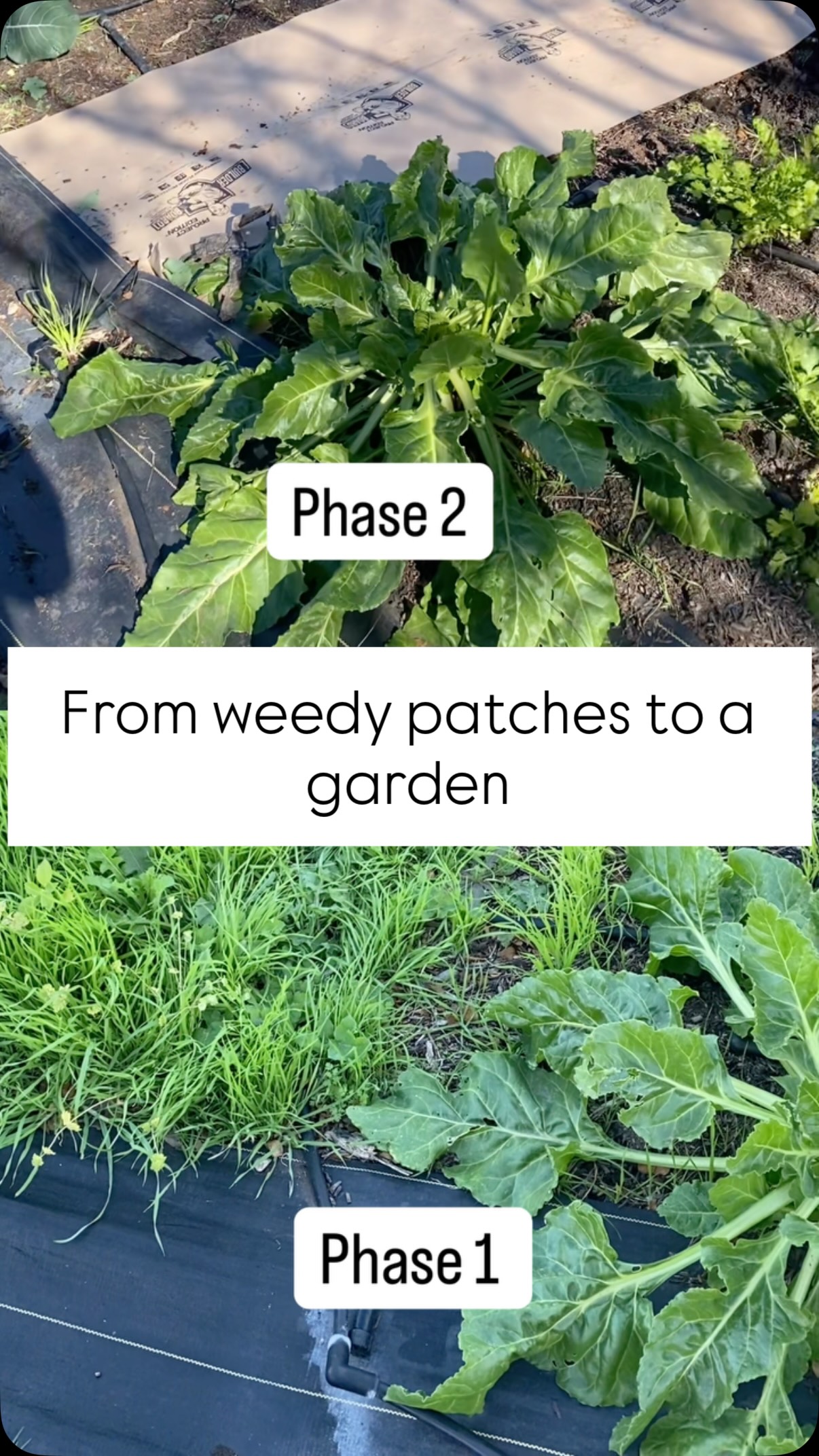 If you don’t like the weather in Texas, just wait five minutes... or just keep gardening through it! 🌧️ There’s nothing like fresh mulch and a little rain to make a new landscape pop. 🪴🧑🌾
Phase 1: remove weeds
Phase 2: add compost to soil
Phase 3: add mulch
Did you know?
Adding woodchips before rain acts as a protective, absorbent blanket that maximizes moisture retention, prevents soil erosion from heavy downpours, and suppresses weeds.
Reducing runoff and improving soil health.
#landscapecooperative #RainyDayVibes #SoilHealth #LandscapeTransformation #fyp