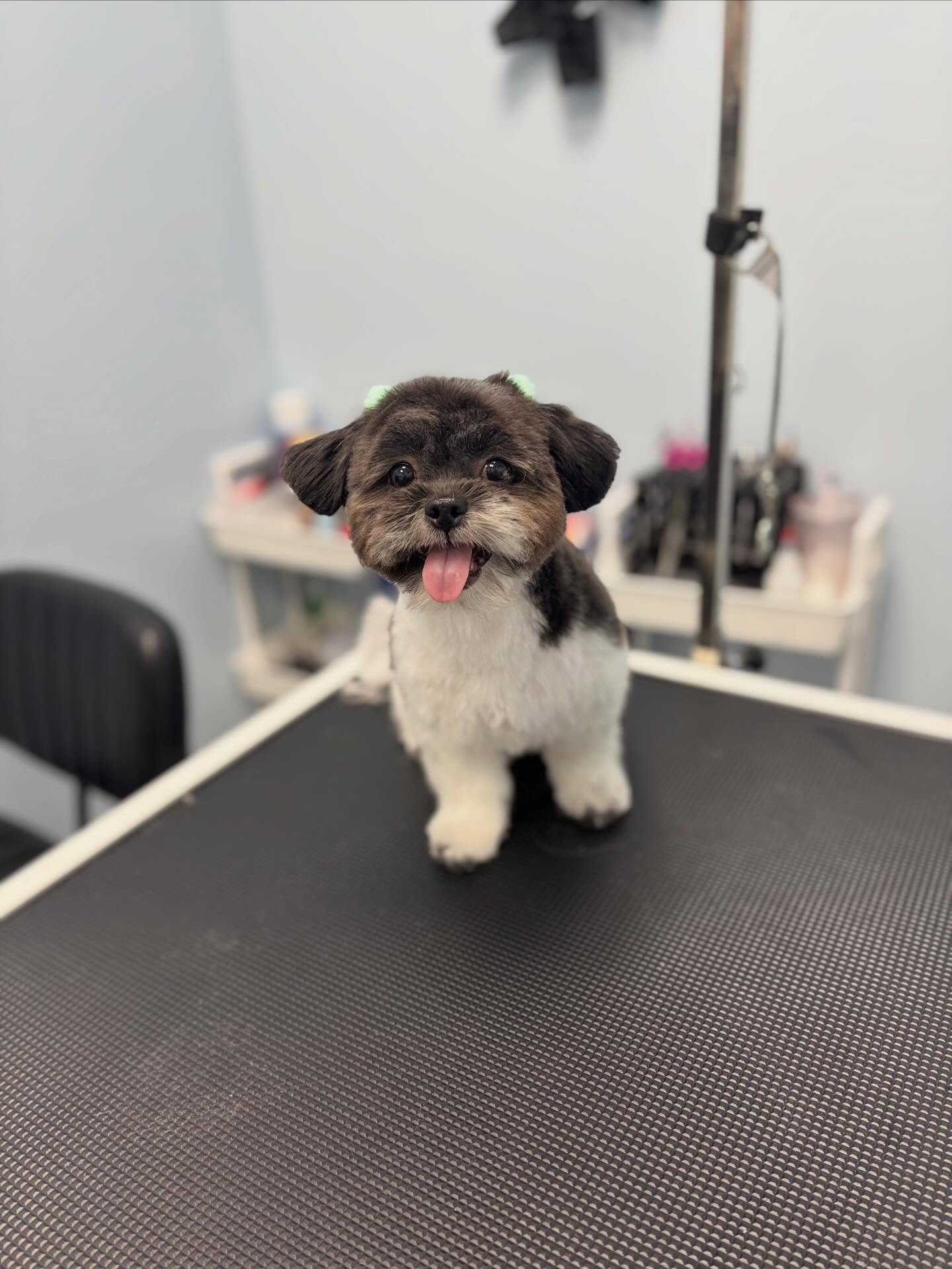 Nova 💕
#doggroom #dogsofinstagram #petcare #shihpoo #pets