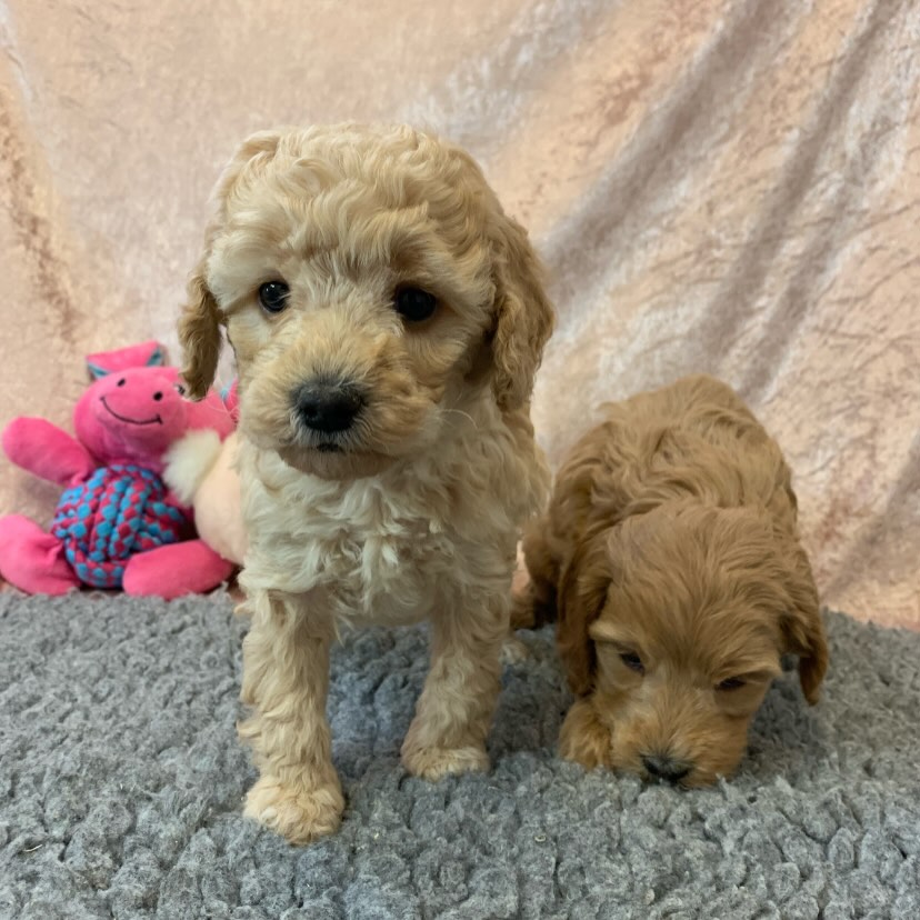 Valpene til Willy og Pernille er nå i en spennende alder, hvor personlighetene har begynt å vokse enda mer frem!