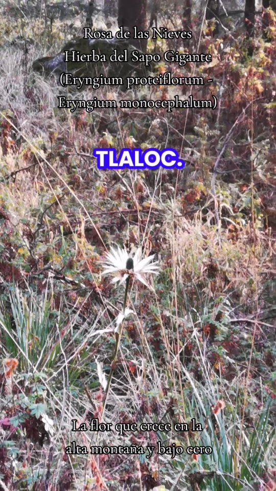 Rosa de las Nieves o Hierba del Sapo Gigante (Eryngium proteiflorum - Eryngium monocephalum).
Una de las contadas especies que habitan la alta montaña del valle de México y que soporta temperaturas bajo cero.
#eryngiumproteiflorum #rosadelasnieves #hierbadelsapo #herbolariamente #montetlaloc