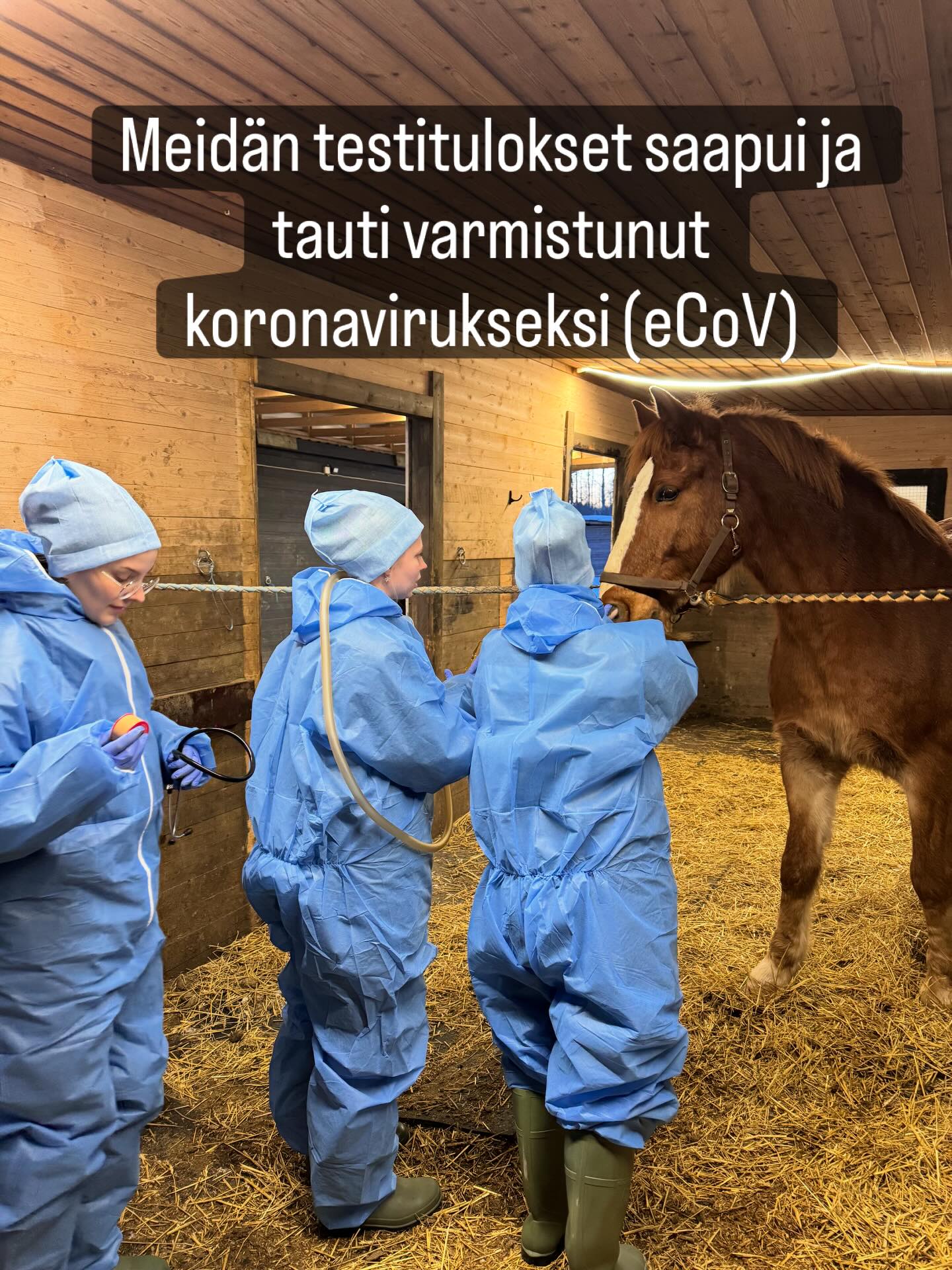 Saatiin superhyviä uutisia Ruokaviraston labrasta. Meillä on todettu hevosten koronavirus pelätyn EHV-1 viruksen sijaan 🙏
Tuntuu hölmöltä juhlia koronavirusdiagnoosia, mutta tähän ei liity samanlaista hengenvaaraa kuin herpekseen, niin olo on kyllä tosi helpottunut.
Viimeisimmät sairastuneet saivat melko pahan ripulin. Siitä oireesta Ruokavirastolta osattiin epäillä hevoskoronaa ja otettiin hengitystienäytteiden lisäksi myös kakkanäytteet.
Tällä hetkellä kaikki hevoset ovat kuumeettomia ja uusia sairastuneita ei ole tullut lauantain jälkeen. Taudin jo sairastaneet palailevat viikon päästä viimeisistä oireista pikkuhiljaa töihin.
Karanteeni jatkuu kuitenkin normaalisti.
Lisäinfoja sisäisesti meidän whatsapp-ryhmässä.
#hevoskorona