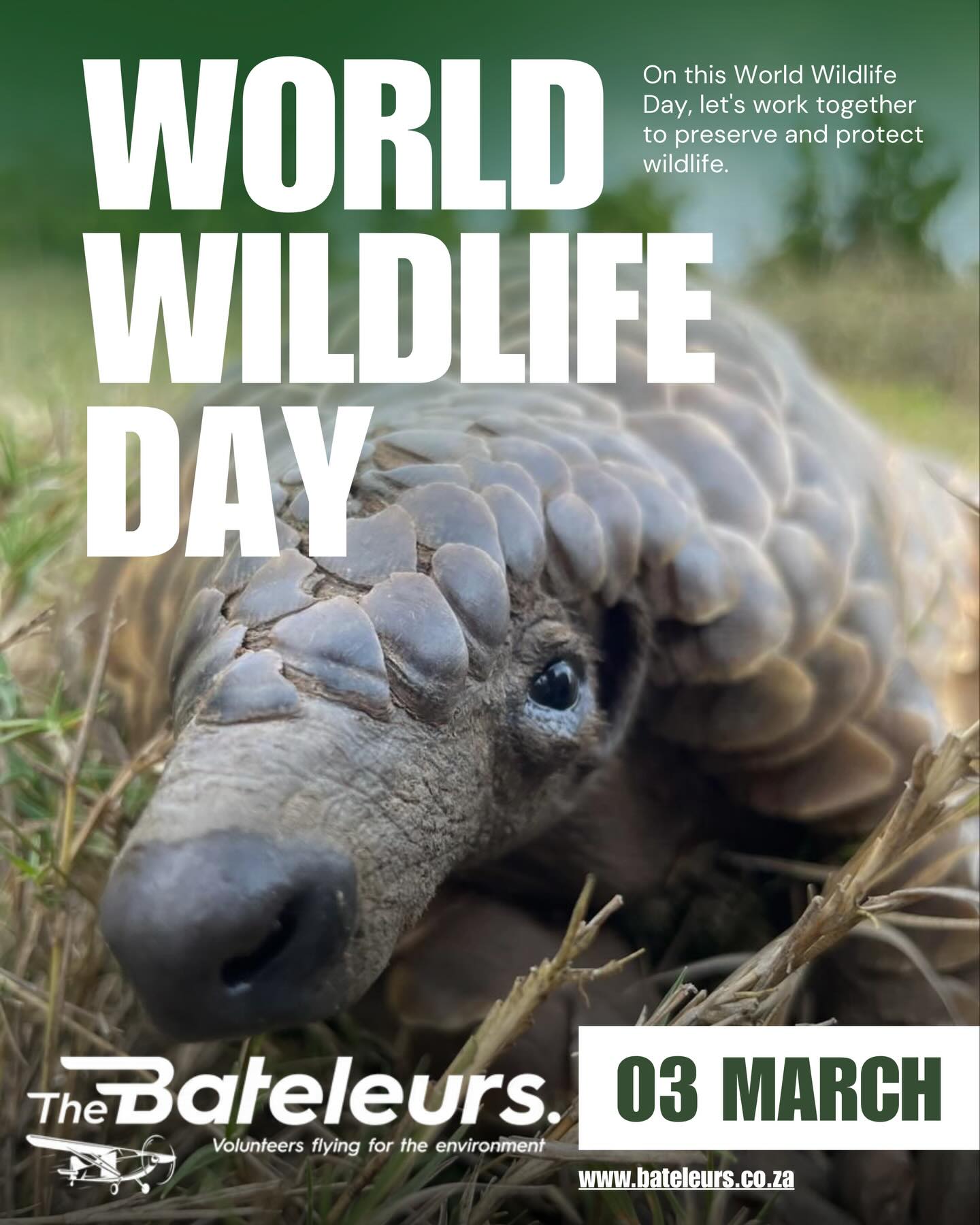 🌍 World Wildlife Day celebrated the incredible wildlife that shares our planet and reminded us of the importance of protecting the ecosystems that sustain life.
Every species plays a role in maintaining the balance of nature.
🛡 Pangolins are the most trafficked mammals in the world. They play an important ecological role by consuming millions of ants and termites each year, helping regulate insect populations.
All eight pangolin species are currently threatened with extinction.
🐘 African Elephants are known as ecosystem engineers. By pushing down trees, digging for water, and dispersing seeds through their dung, they help shape landscapes and support biodiversity across Africa.
African elephants are currently listed as Endangered or Critically Endangered depending on the species, largely due to poaching and habitat loss.
🦏 Rhinos are vital grazers that help maintain healthy grassland ecosystems, benefiting many other species that depend on these habitats.
Several rhino species face severe threats from poaching, with the Black Rhino listed as Critically Endangered.
🦅 The Bateleur Eagle is an iconic African raptor and an important scavenger that helps maintain ecosystem health.
The species is currently listed as Endangered in parts of Africa due to habitat loss, poisoning, and declining food sources.
While World Wildlife Day highlighted the importance of wildlife conservation, protecting our natural heritage remains an ongoing responsibility.
Through volunteer aerial missions, The Bateleurs supported conservation organisations across Southern Africa by providing vital aerial assistance for wildlife monitoring, environmental surveys, and conservation efforts across vast landscapes.
Protecting wildlife protects the future of our planet.
#WorldWildlifeDay #TheBateleurs #WildlifeConservation #ProtectNature #AfricanWildlife