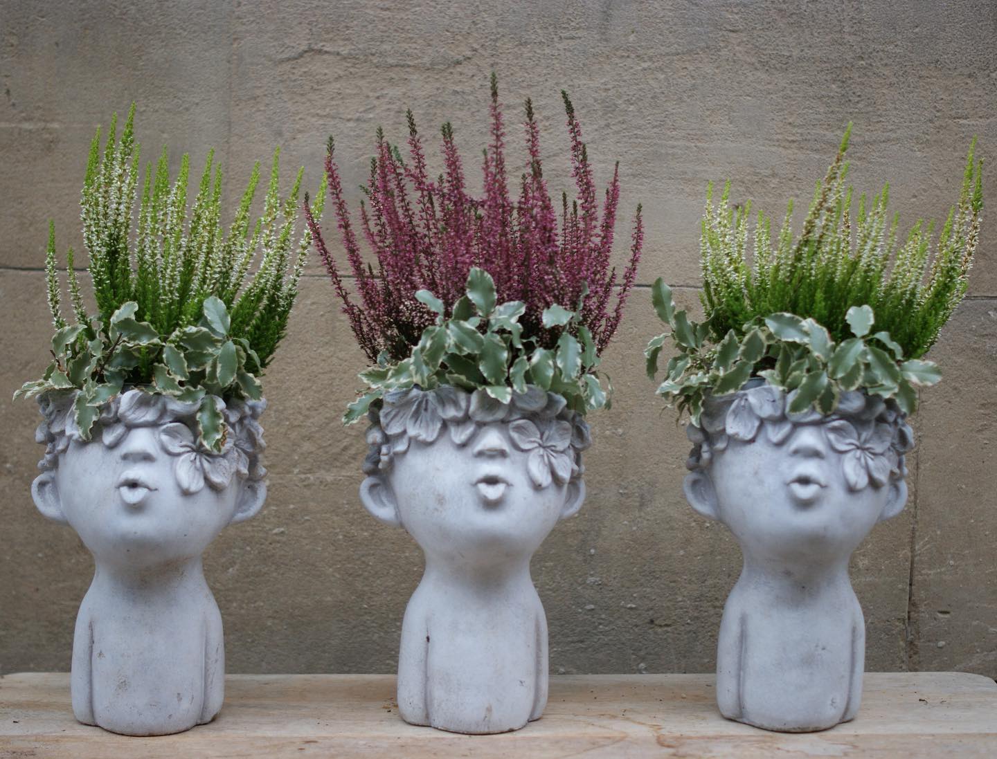 Muy pronto pondremos novedades en la web.
Flores y plantas perfectas para el otoño 🍁🍂🍁