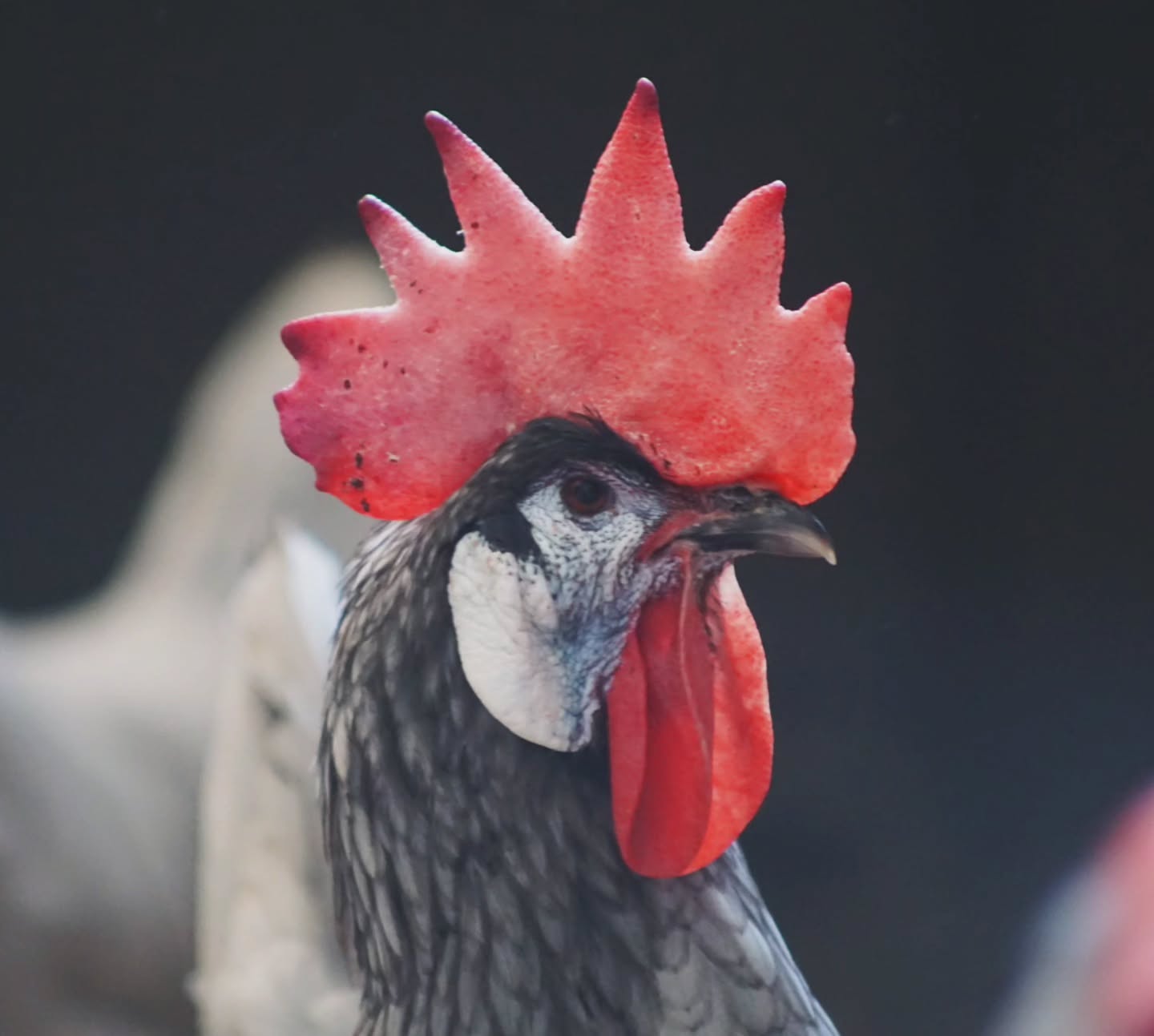 Die elegante Spanier Henne – ein echter Blickfang im Hühnerstall. 🐔
Mit ihrem großen roten Kamm und der auffälligen blau-weißen Gesichtsmaske wirkt sie fast wie aus einem Märchen. Diese alte Hühnerrasse stammt ursprünglich aus Spanien und gehört zu den ältesten europäischen Rassehühnern. Neben ihrem außergewöhnlichen Aussehen überzeugt sie auch mit einer guten Legeleistung und XXL weißen Eiern. ✨
_____________________________________________
𝗩𝗲𝗿𝗳ü𝗴𝗯𝗮𝗿: Bruteier 🐣, Küken 🐥
𝗙𝗮𝗿𝗯𝘀𝗰𝗵𝗹ä𝗴𝗲: schwarz, splash, weiß und blau.
𝗵𝘁𝘁𝗽𝘀://𝘄𝘄𝘄.𝗯𝗿𝗼𝗵𝗼𝗹𝗺𝗲𝗿-𝘇𝘂𝗰𝗵𝘁.𝗰𝗼𝗺/𝘀𝗽𝗮𝗻𝗶𝗲𝗿
Instagram & TikTok @huehnerwelt_rauch
Facebook @rauchs_huehnerwelt
_____________________________________________
Liebe Grüße
Euer Gabriel von Rauchs Hühnerwelt
#spanishwhiteface #spanishwhitefacechicken #Bruteier #Rassegeflügel #küken