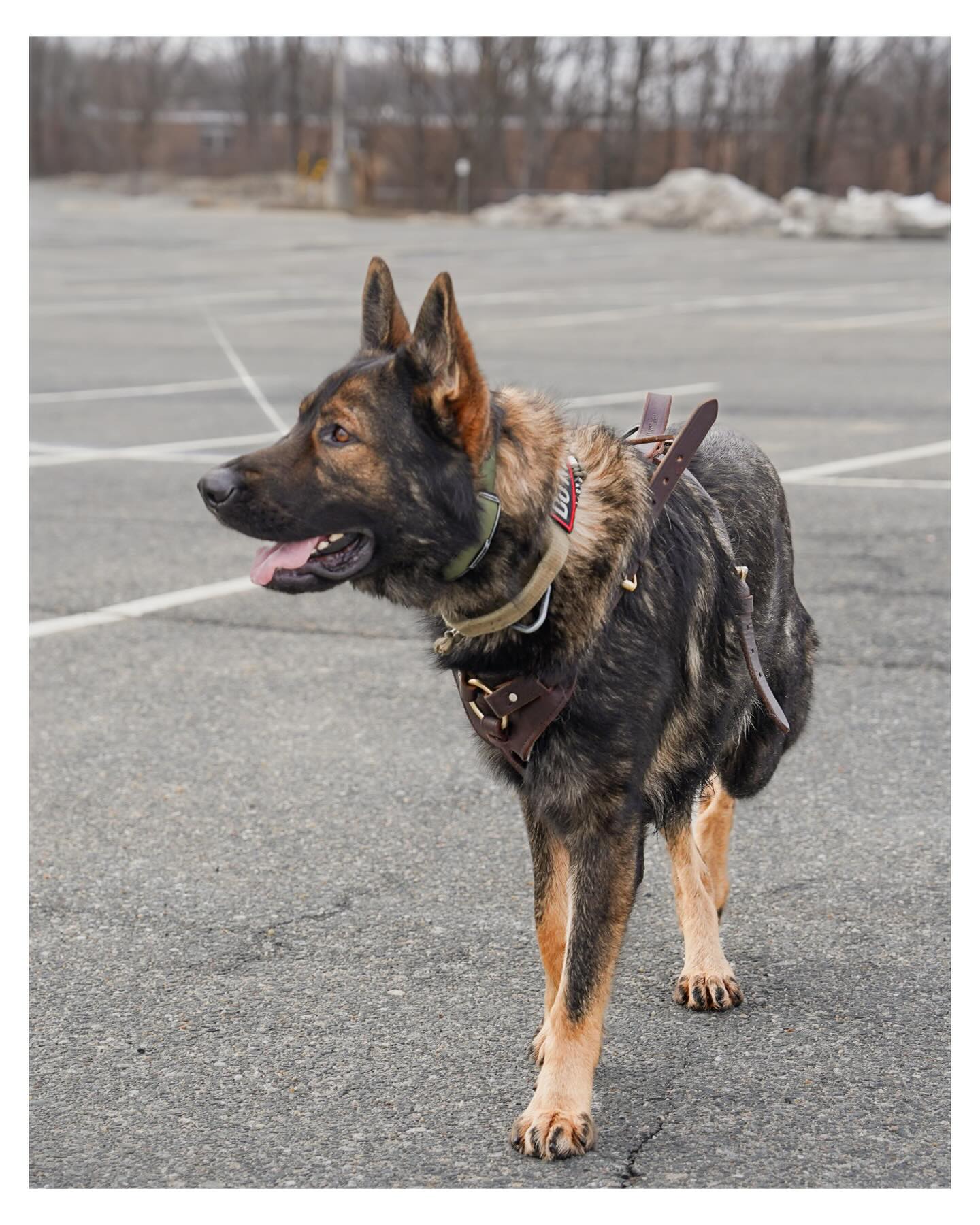 A few weeks ago we spent the day trailing with Basilone. He did a great job and we all had a fun time!
Want to see if your dog would enjoy trailing?
✉️Contact us today!
📞907-621-1522
🌐Contact@ruffpatriots.com
#dogtraining #trackingandtrailing #dogtrainer #trackingandtrailingdog