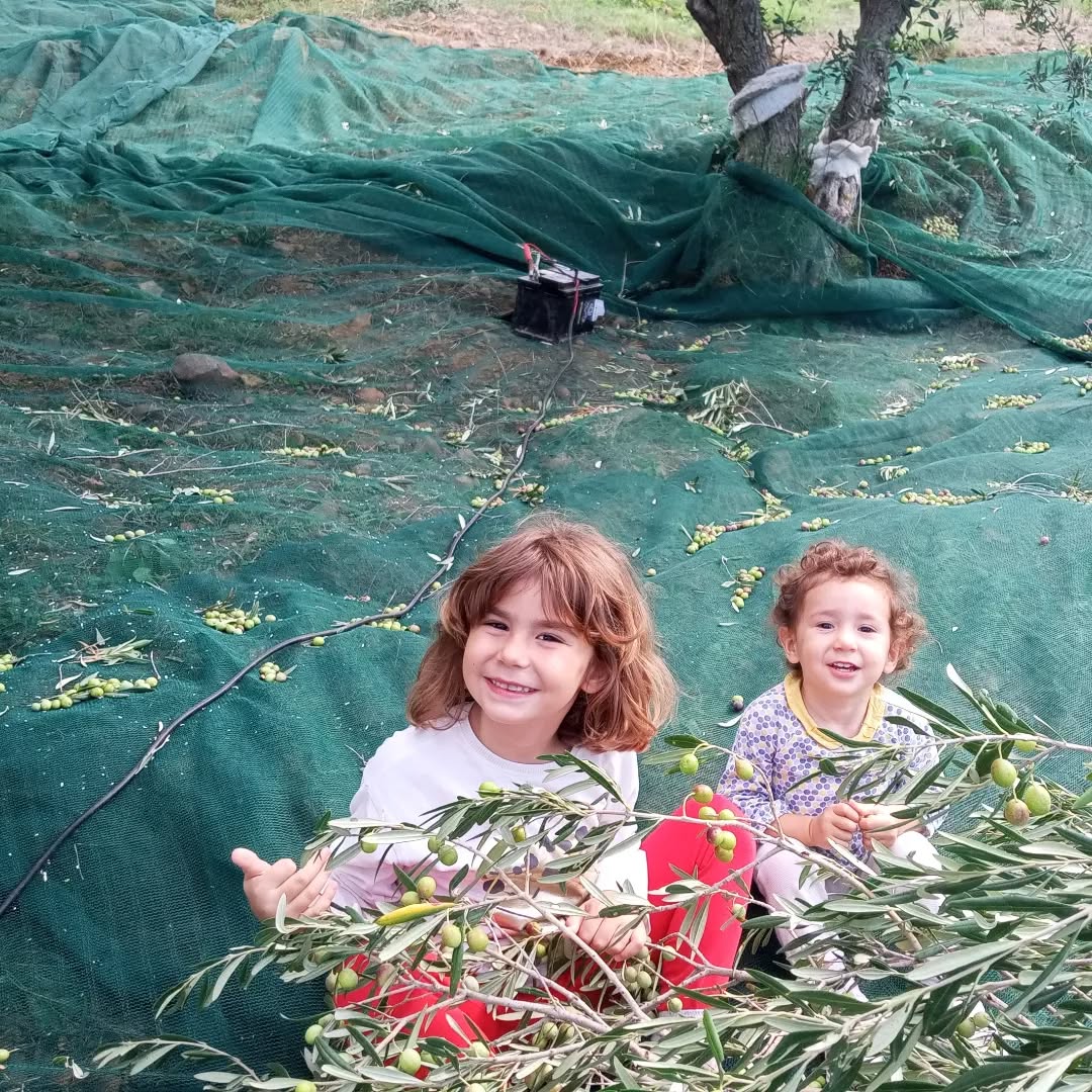 È iniziata la raccolta!!! #boscoemma #campagnaolearia2024 #olioevo #olioevobio #sicilia #organicfood #mangiaresano #cucinaitaliana #prodottidiqualità #bimbifelici #vitadicampagna