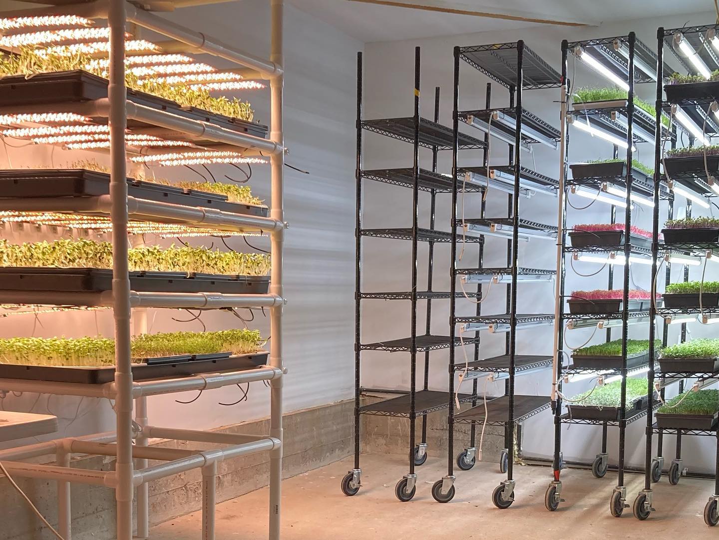 We’ve been going through serious planting withdrawals over the last few weeks! It feels great to have moved into our new farm space, and to have begun the growing cycle once again! We now have over 4 times as much indoor space than our last farm, and much more room for future greenhouse goodness. While we’re scaling up production, one of our first goals was to get back onto @shoponthehub. The Farmers Market Place is one of the best programs to connect you with local artisan producers. They offer pick up or delivery of items from over 50 different local producers and they are continuing to expand their network.
Order Online at https://thefarmersmarketplace.com and look for SRF Micro Broccoli and Red Acre Cabbage this week! 🌱🙏
-
-
-
-
-
#urbanfarming #hydroponics #verticalfarming #knowyourfarmer #cagrown #freshfood #healthyfood #urbanfarmer #mixedgreens #leafygreens #microgreens #nongmo #planthealth #indoorfarming #aeroponics #placergrown #growsomeleafys #growsomemicros #shellridgefarms #localfarmers #nutrientdense