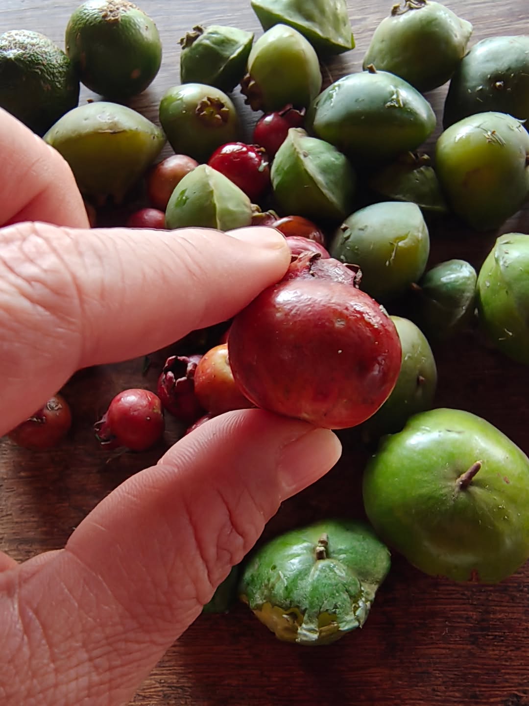 Conhece o Araçá? Primo da goiaba, parente da pitanga...
Ao fundo, os discos voadores Cambuci :)
Vitamina C no suco com gostinho de goiaba com limão.
#panc