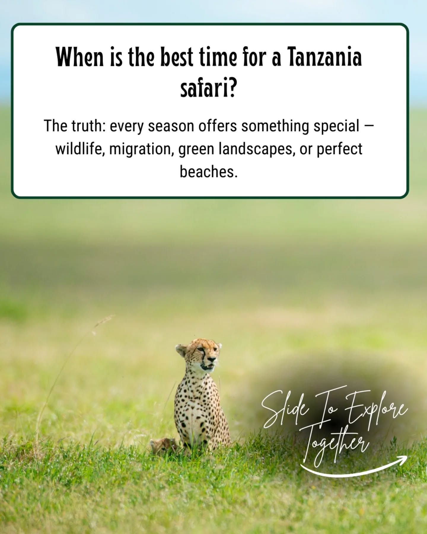 Not sure when to visit Tanzania? The truth is every season offers something unique — from the Great Migration and calving season in Serengeti National Park to tropical beach escapes in Zanzibar and clear summit views on Mount Kilimanjaro.
At Gnade Safaris, we help you choose the perfect time based on what you want to experience — wildlife, landscapes, adventure, or relaxation. 🌍🦁🏝️
📩 Plan your Tanzania journey with us
📧 info@gnadesafaris.com
📱 WhatsApp: +255 793 832 959
#VisitTanzania #TanzaniaSafari #Serengeti #AfricanSafari #gnadesafaris
