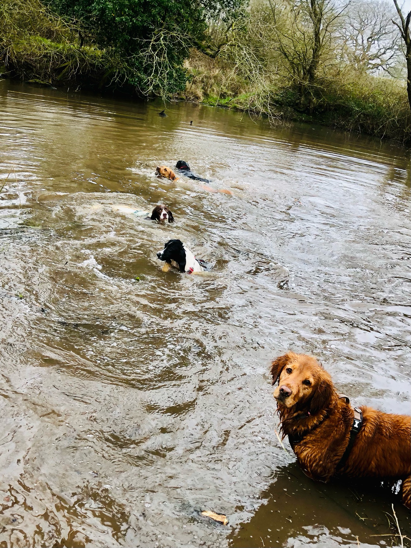 🐾💦😍🤪
If your dog would like to have a walk with us then contact us at www.ardendogwalking.co.uk and check out our half-day experience.
#ullenhall #tanworthinarden #hockleyheath #henleyinarden #dog