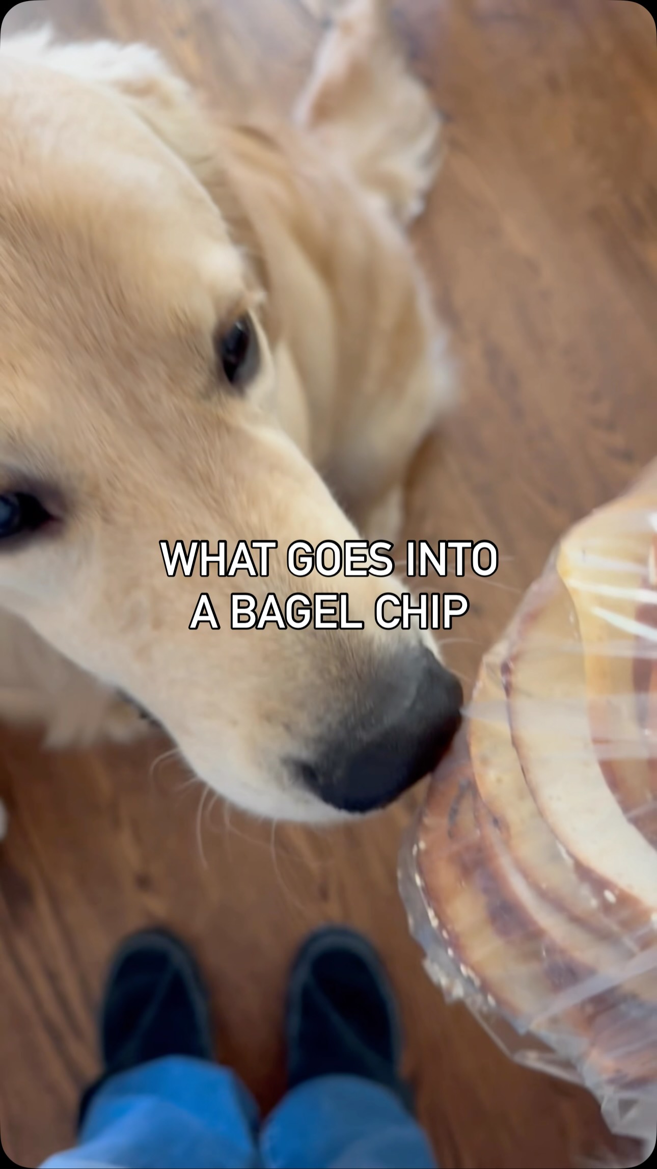 Bagel chip checks with my three favorite golden coworkers. Joey gets extra treats. ❤️
Harley is a golden retriever allergen alert service dog trained to detect peanuts for her peanut allergic human. Harley is also known as Detective Harley, F.A.D.D. Food Allergy Detection Dog®️. Cody is her little brother and is training to be just like her. Joey is our Treat Distribution Supervisor. We help food allergy families navigate snacks, restaurants, and food allergy life, one whiff at a time.
🐾 This account is for information only. You should be certain to conduct your own research to ensure your safety from your allergens.
🐾 We encourage sharing our content to help educate and spread food allergy awareness.
#foodallergies #servicedog #goldenretriever