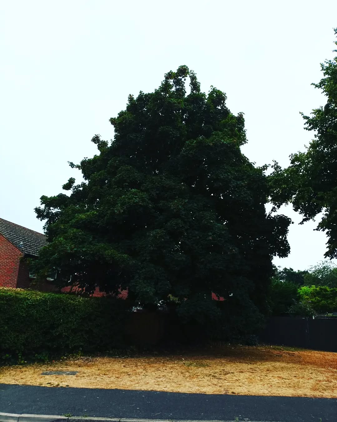Before & After of Sycamore reduction completed today in Tangmere