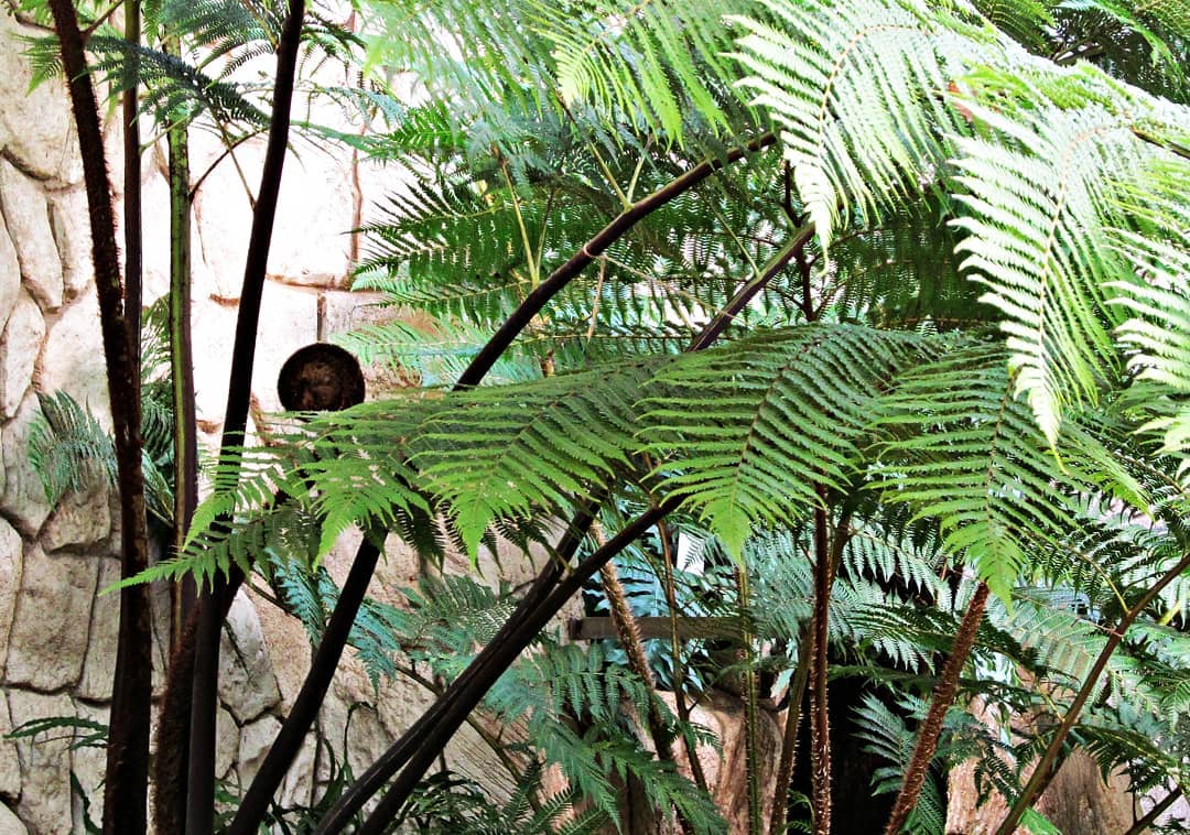 daydreams 🌿
#newaccount #art #design #photography #graphicdesign #logo #branding #corporateidentity #illustration #literature #translation #copywriting #bookbinding #printing #artstudio #studioidy #travelphotography #architecture #drawing #botanic #botanicalgardens #botanicalart #plants #treelove #botanicalphotography