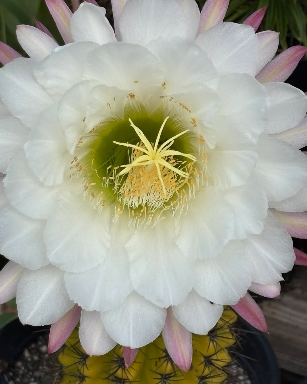 Photo taken years ago but I think it is a Trichocereus species. Makes me think Spring is just around the corner.