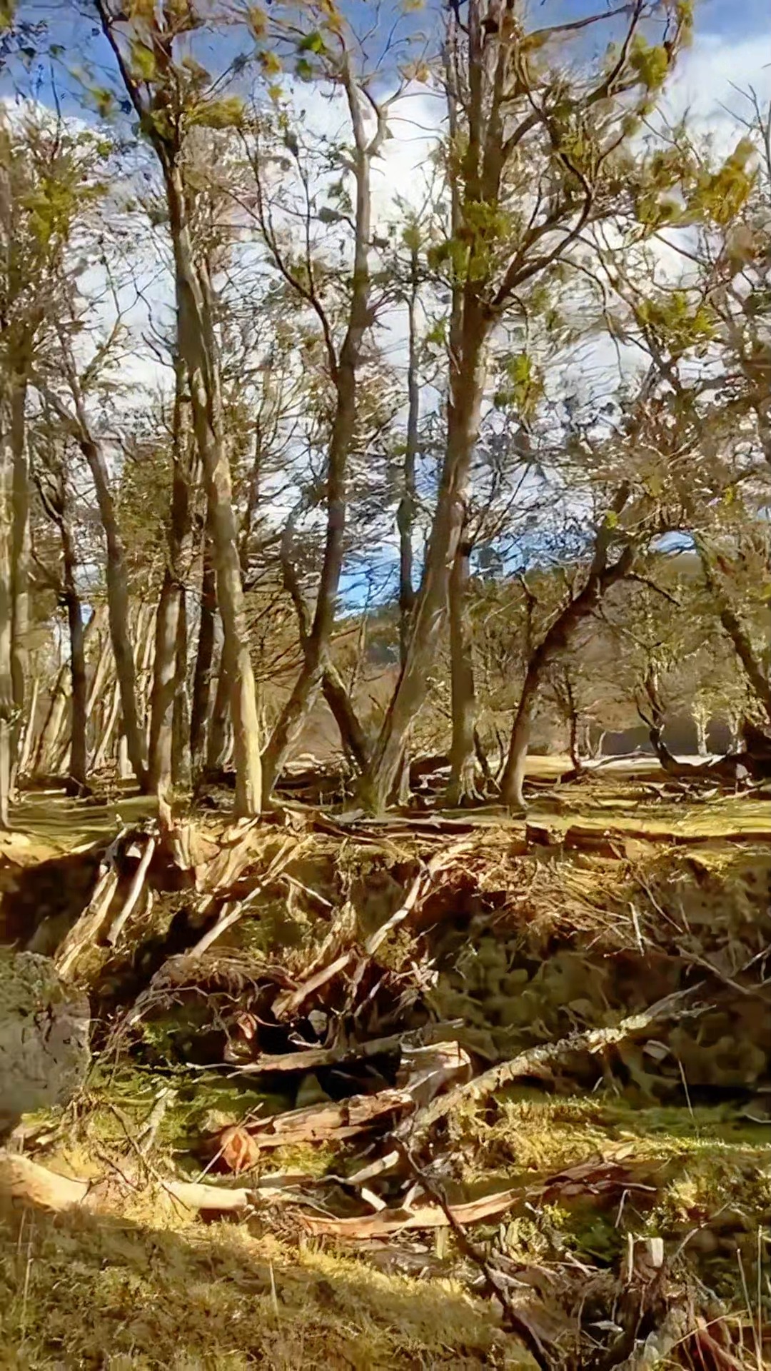 Un escarabajo puede parecer insignificante. Pero al moverse entre hojas caídas y suelo húmedo, participa en un proceso esencial: la descomposición. Sin estos pequeños organismos, la materia orgánica se acumularía y los nutrientes tardarían mucho más en volver al sistema, cada insecto cumple una función dentro del ciclo del bosque.
.
.
.
A beetle may seem insignificant. But as it moves through fallen leaves and damp soil, it takes part in an essential process: decomposition. Without these small organisms, organic matter would accumulate and nutrients would take much longer to return to the system. Each insect fulfills a role within the forest cycle.
.
.
.
.
#Escarabajos #CicloDelBosque #Biodiversidad #MateriaOrgánica #Descomposición #NaturalezaViva #DivulgaciónCientífica #Beetles #ForestCycle #Biodiversity #Decomposition #NatureLovers #ScienceCommunication #WildlifeEducation #NaturalWorld